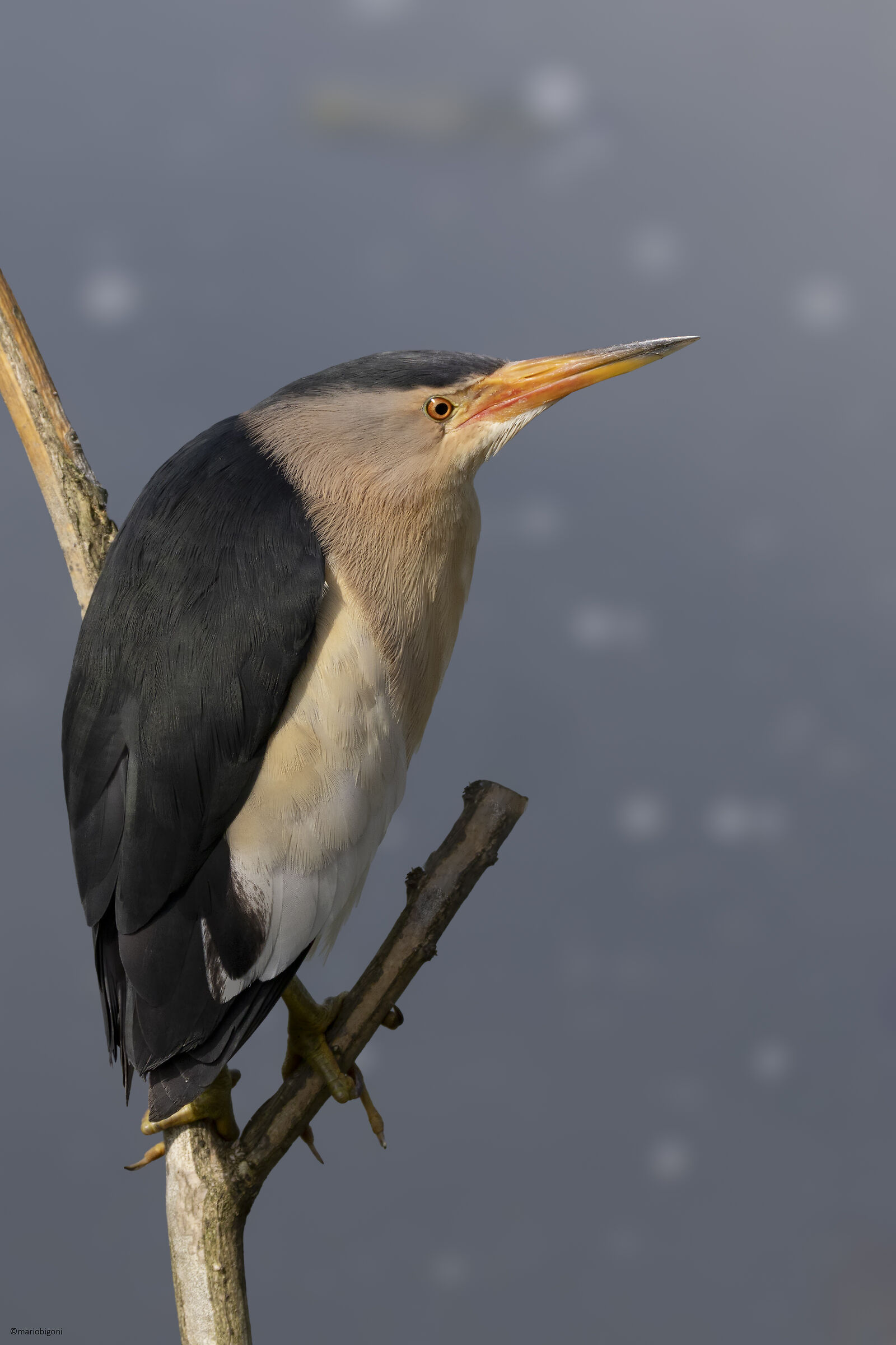 Male bittern