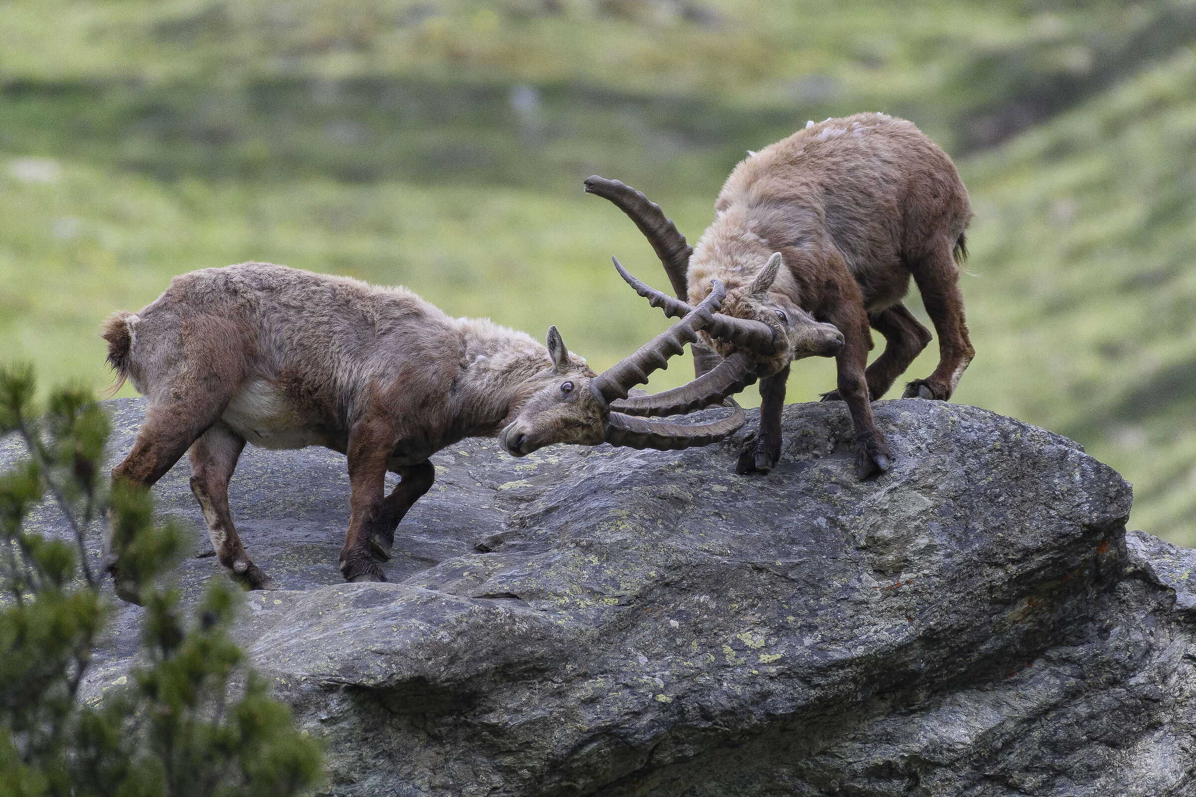 Giochi da maschiacci