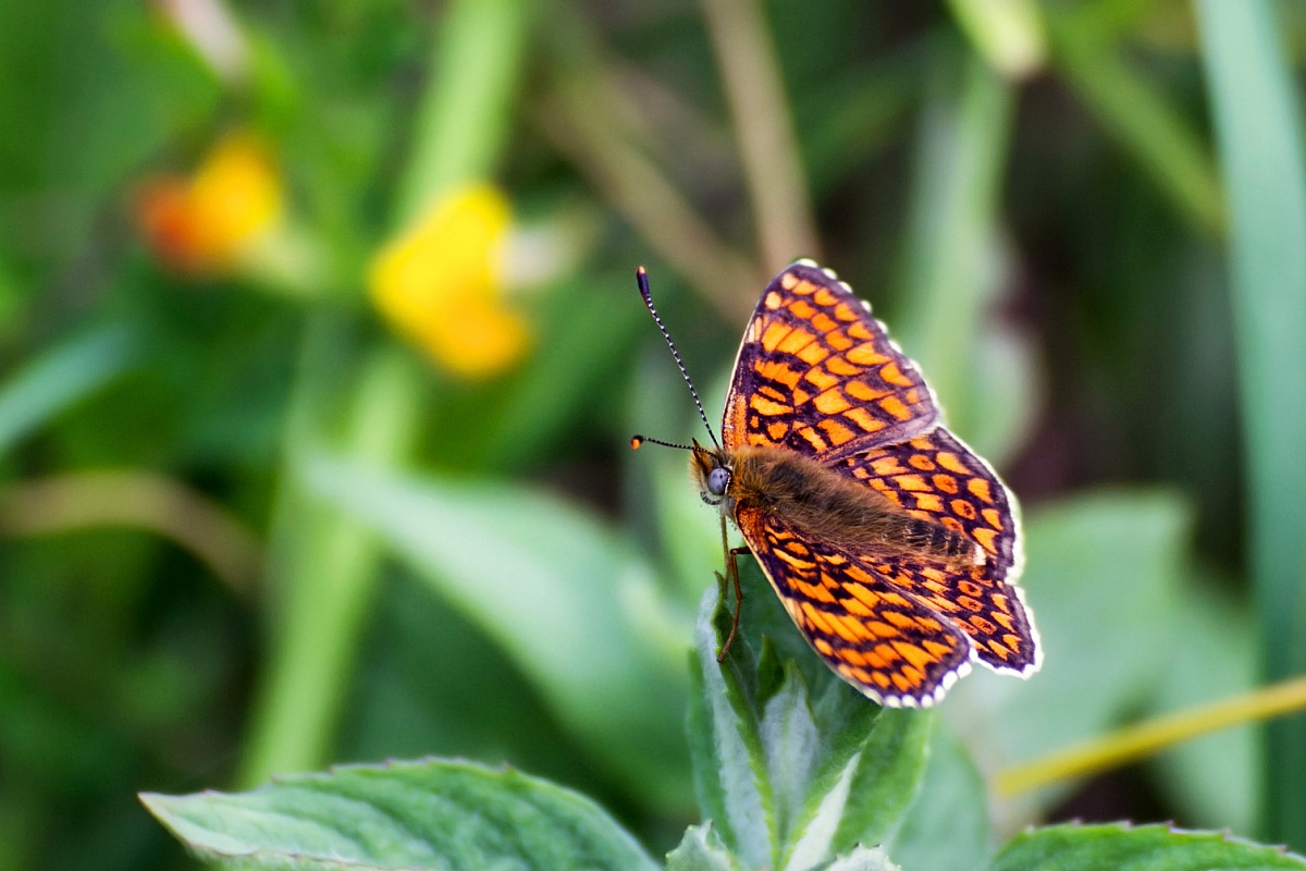 The colors of nature