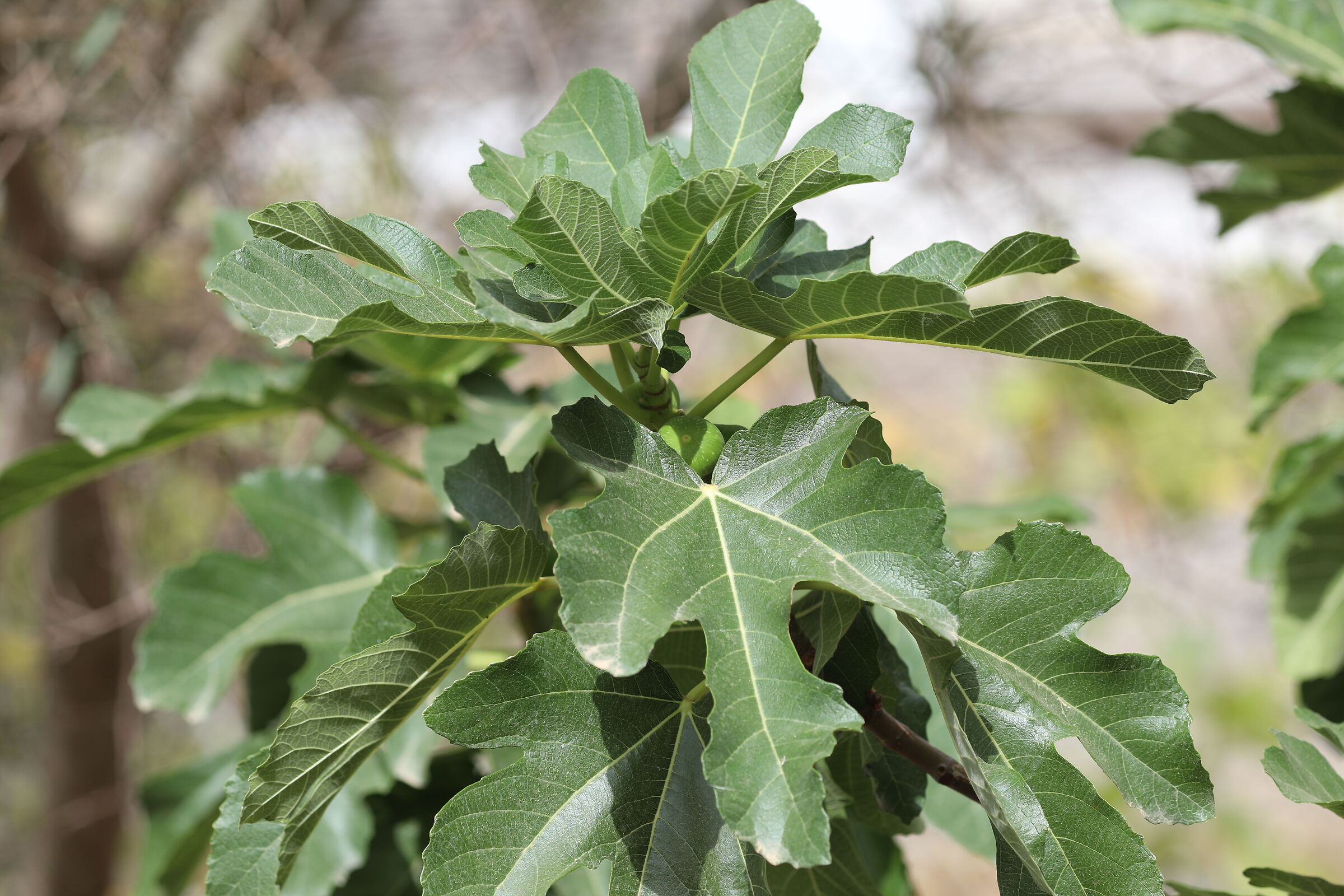 " Crop 189 ", Canon 135 F. 2 L Usm+ TC 1.4x iii, 5...