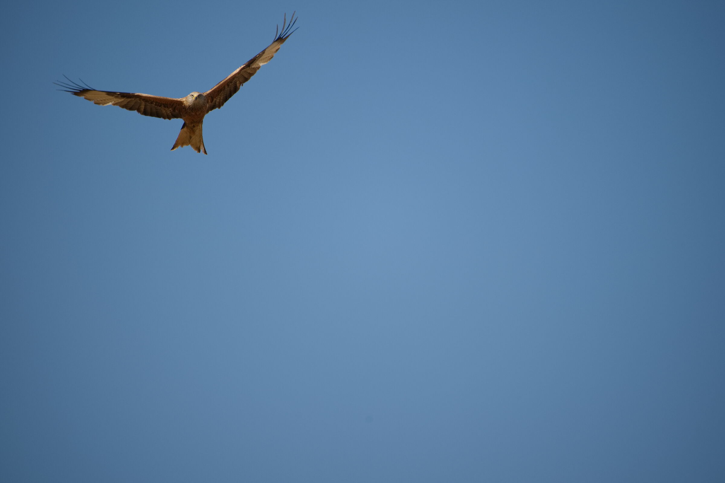 Red kite