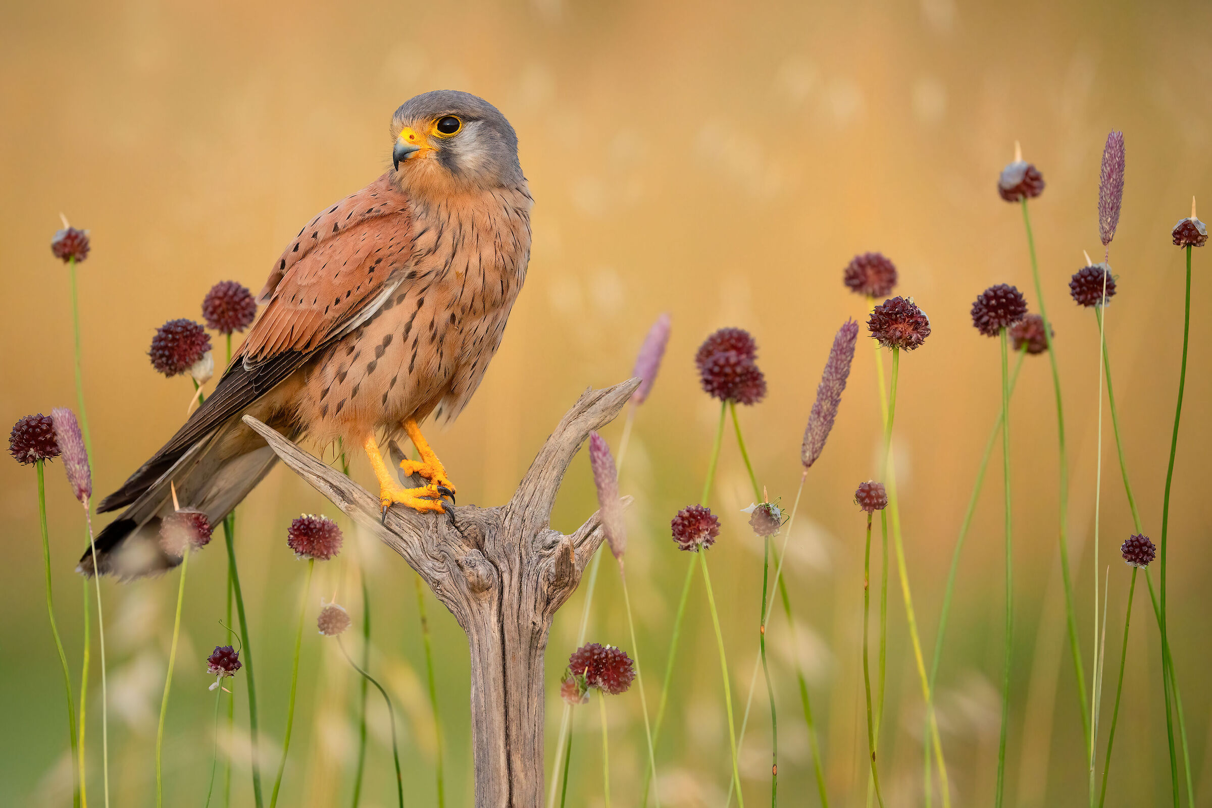 kestrel