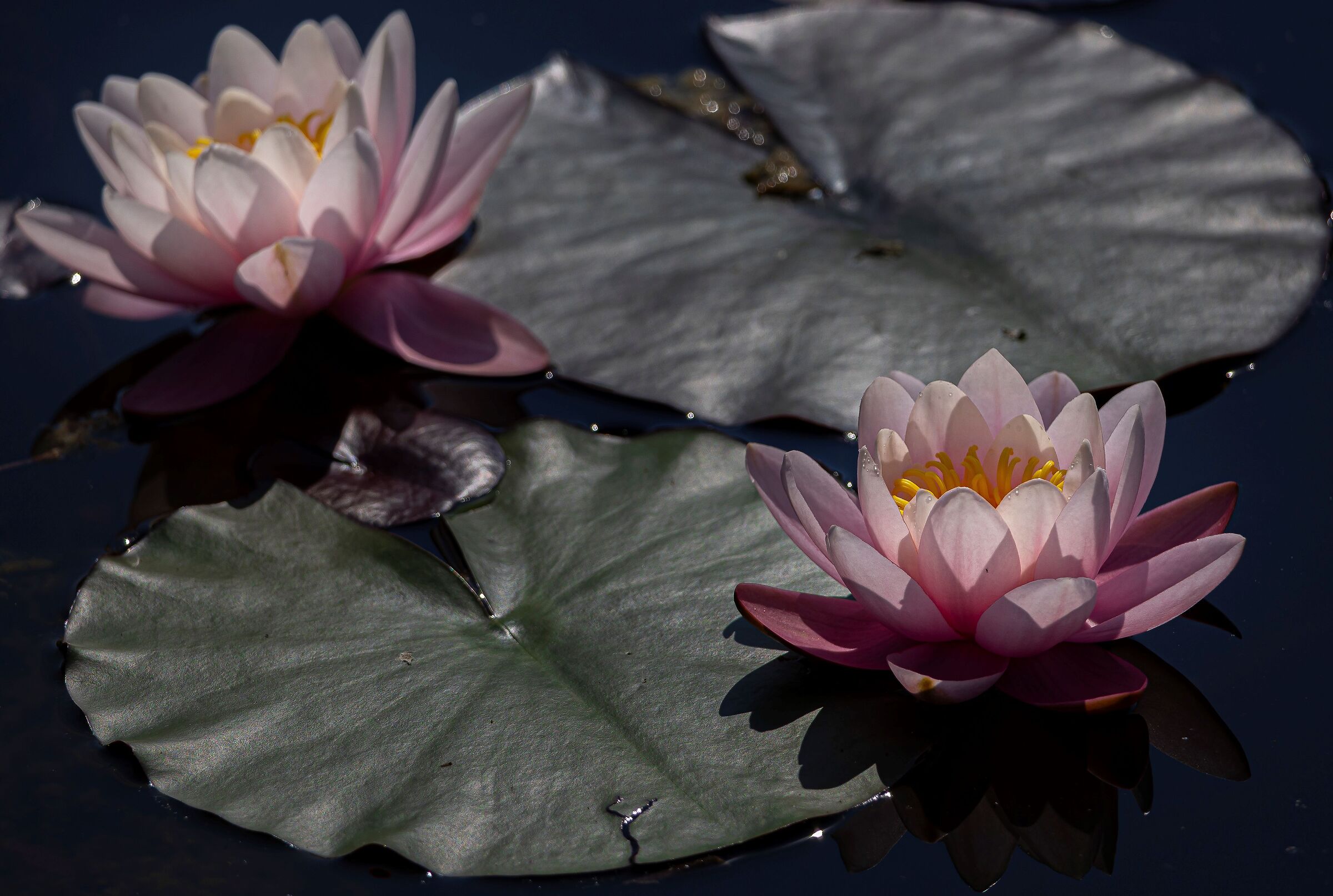 Water Lily 2