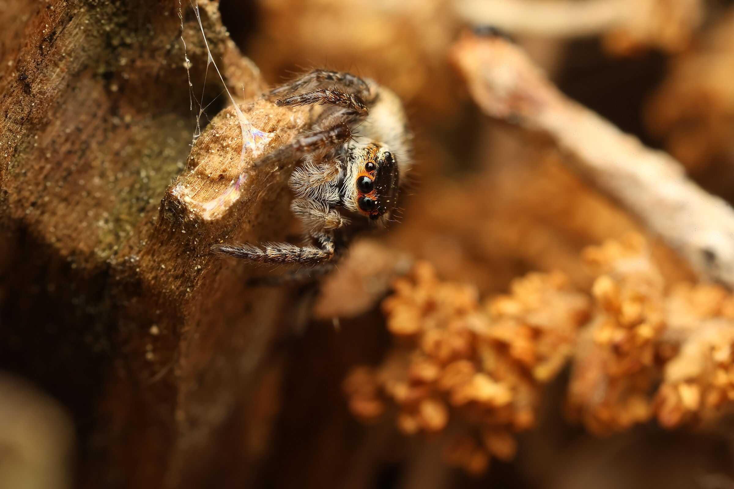 Sottofamiglia Salticinae