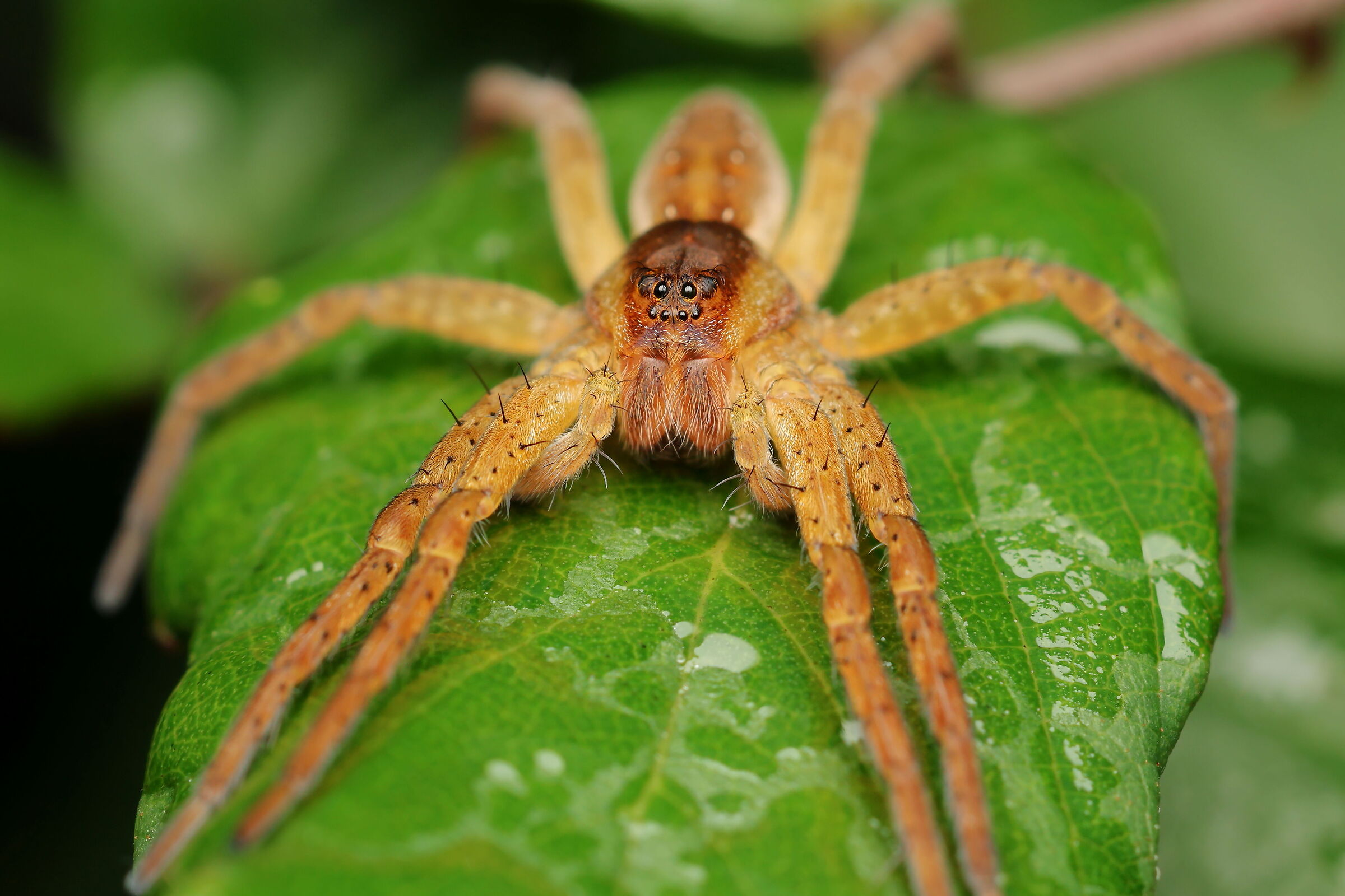 Genus Dolomedes