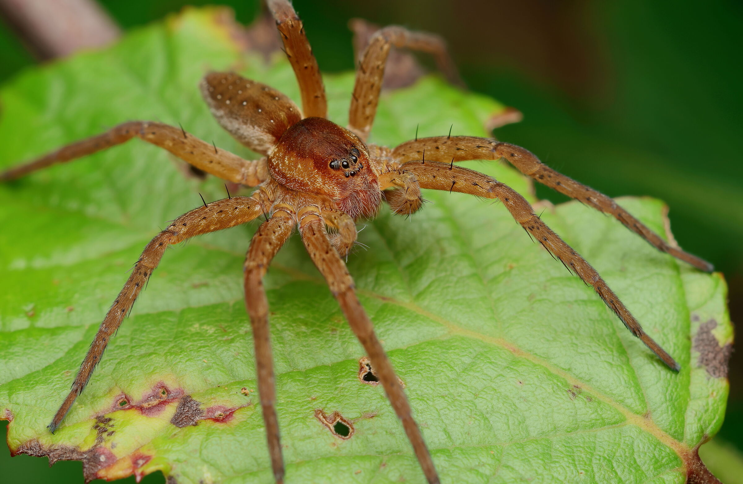 Genus Dolomedes