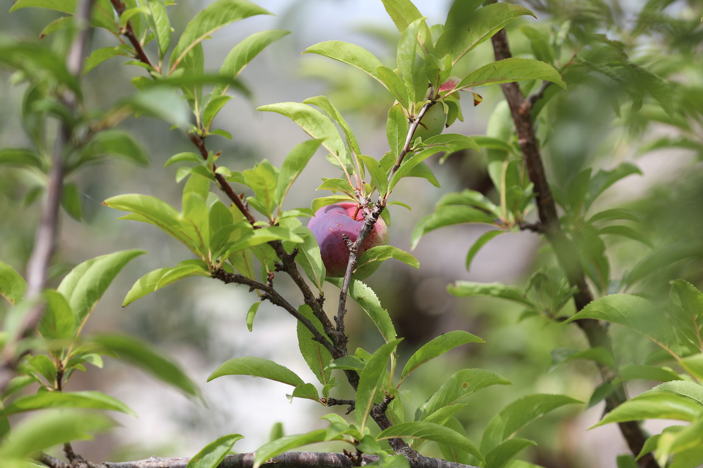 " Crop 189 ", Canon 135 F. 2 L Usm+ TC 1.4 iii, 5 ...