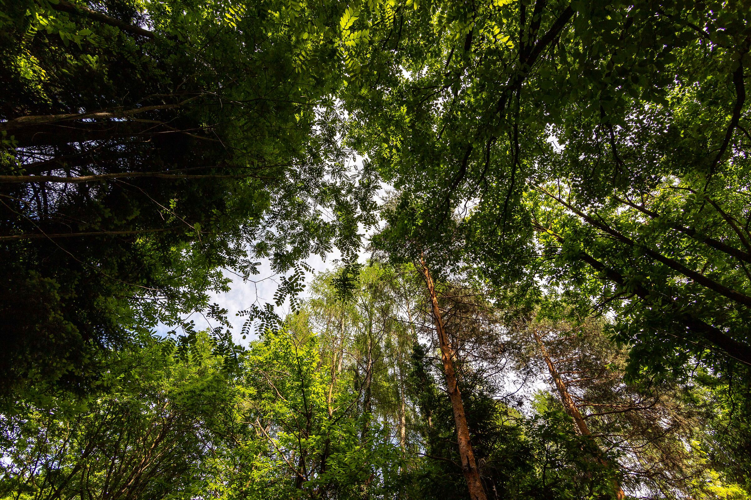 The treetops