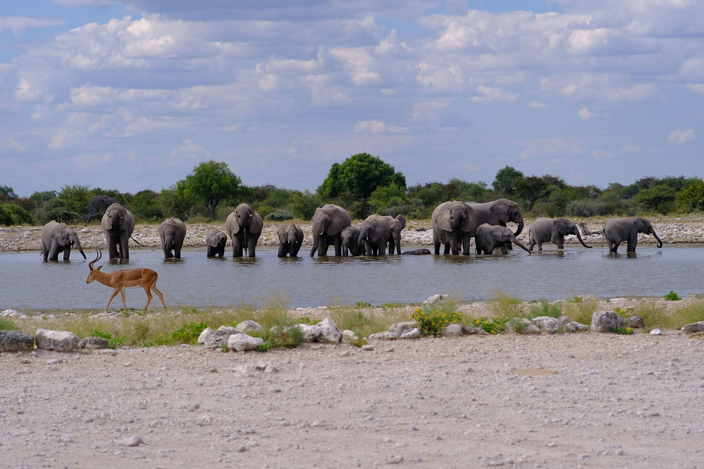 Il bagnetto serale all' Etosha Park