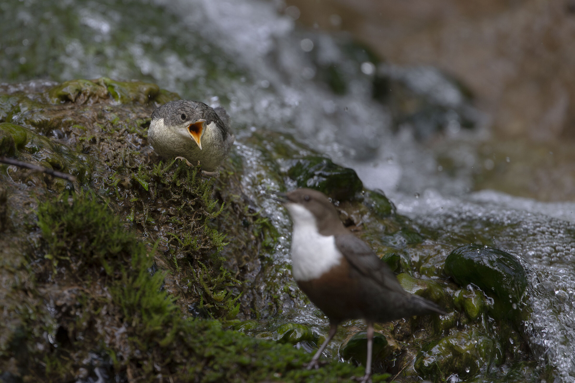 White-throated dipper
