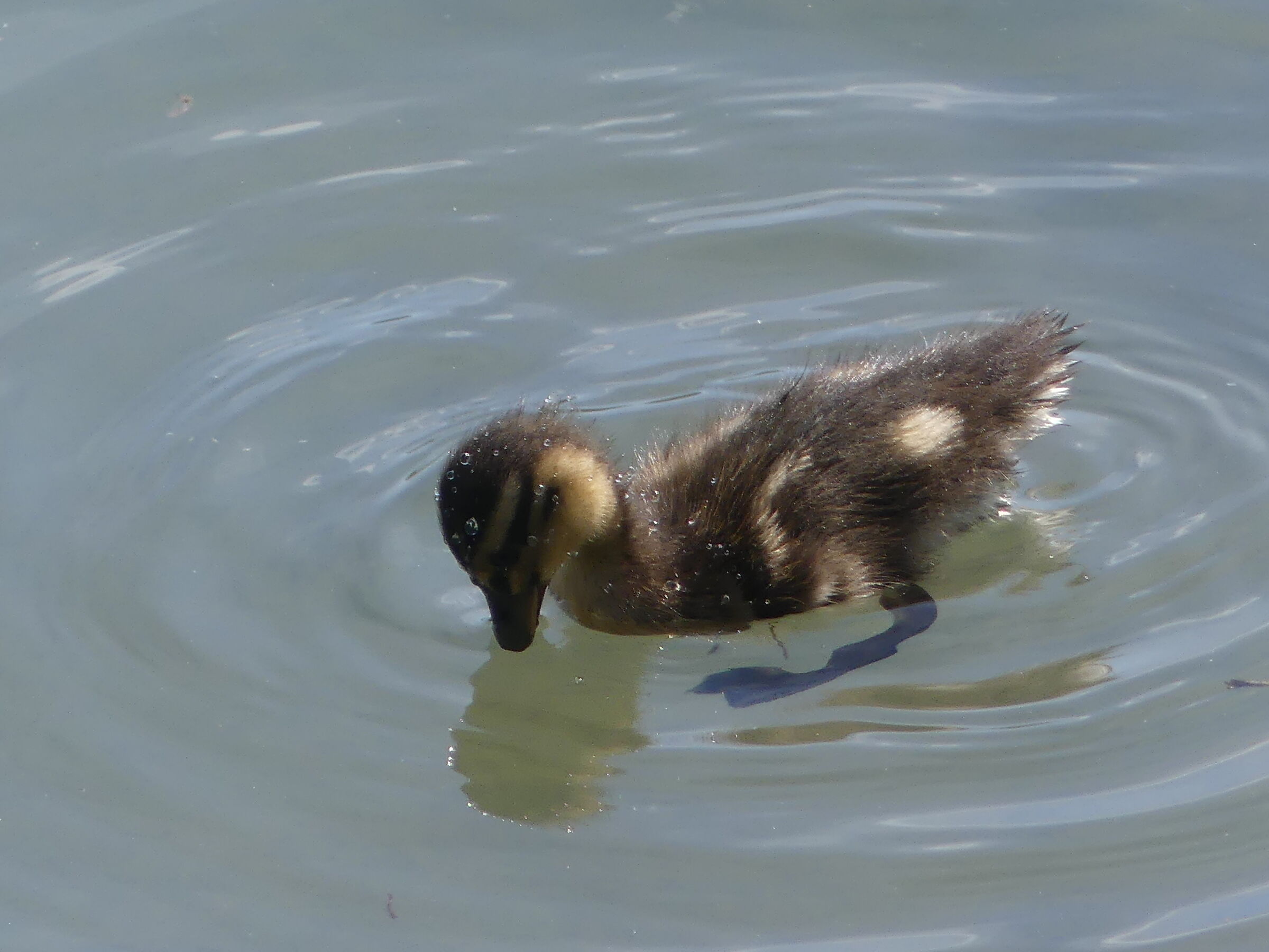 The duck on the Ticino