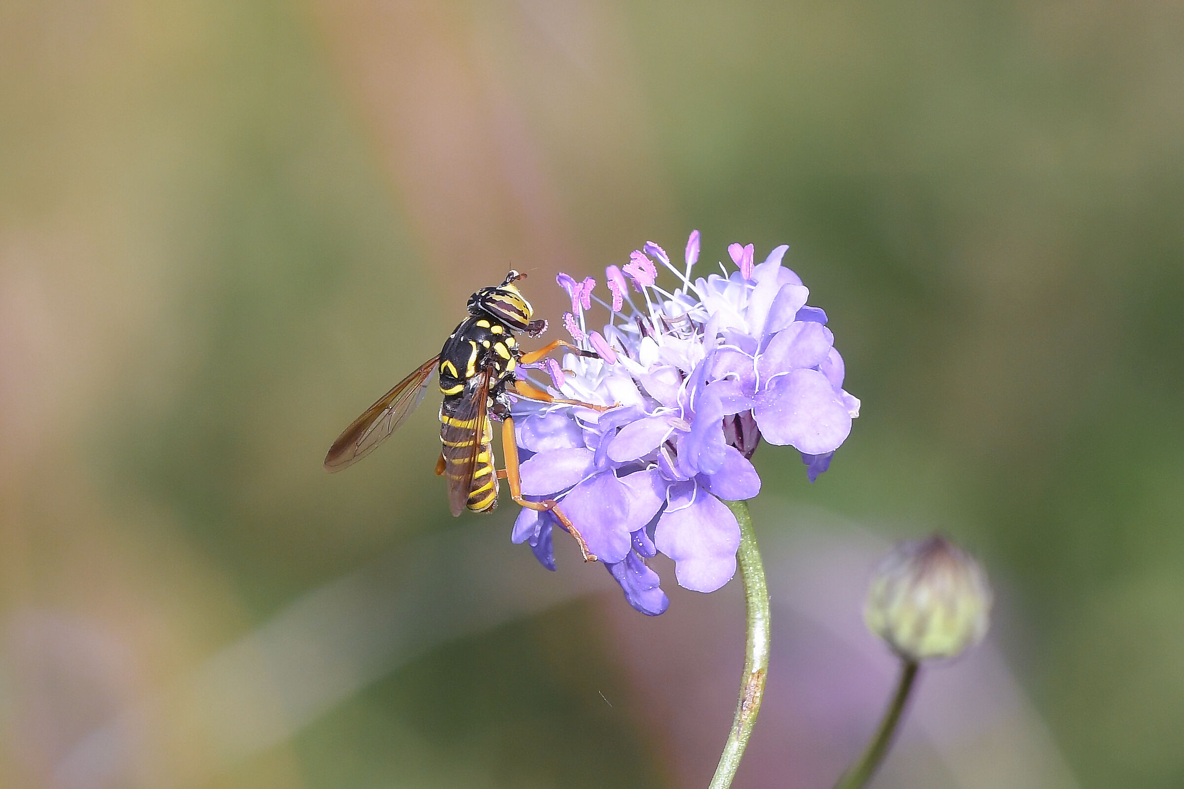 Spilomyia saltuum (Fabricius, 1794)