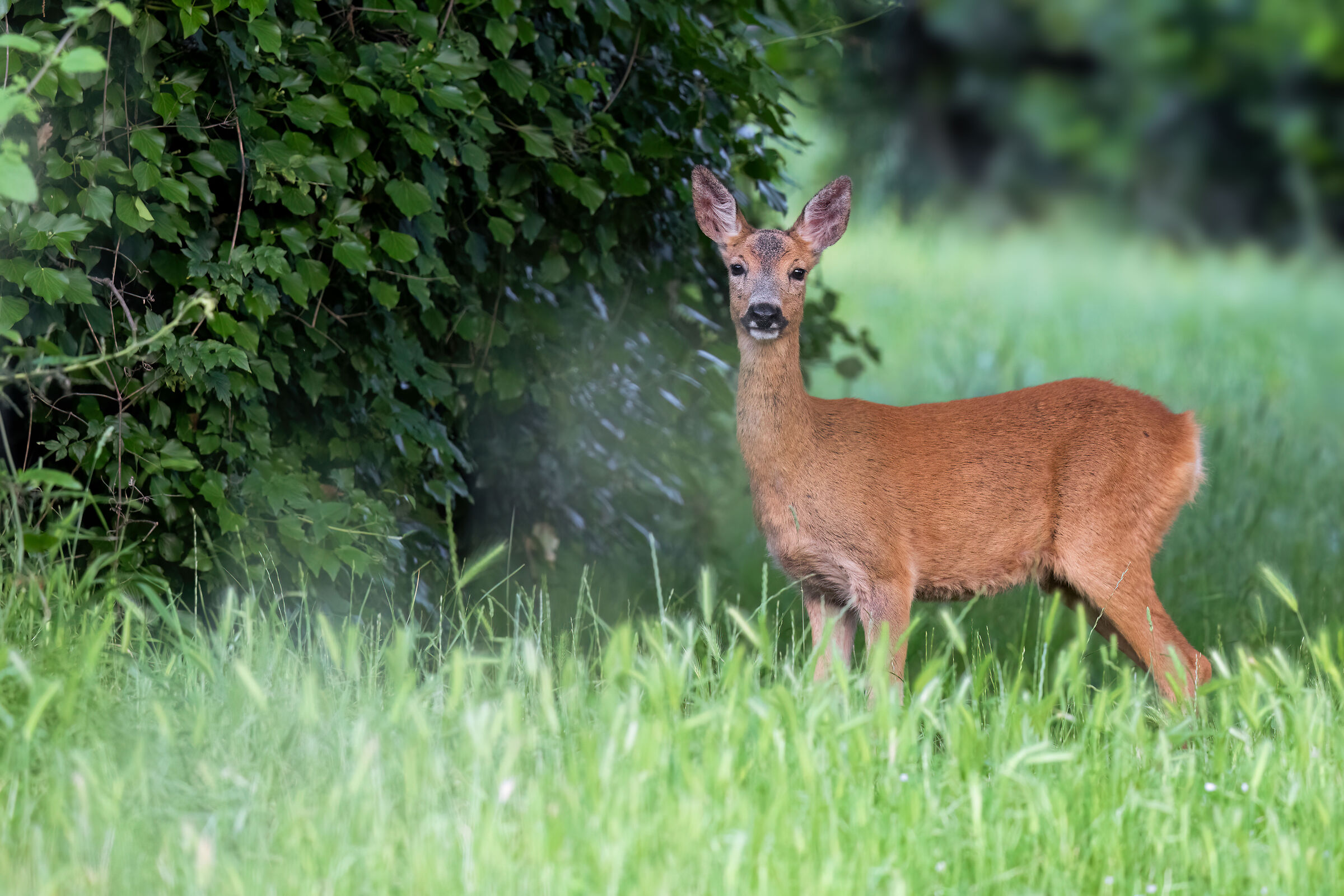 Roe deer f. | Capreolus capreolus (Tuscany-May 2025)
