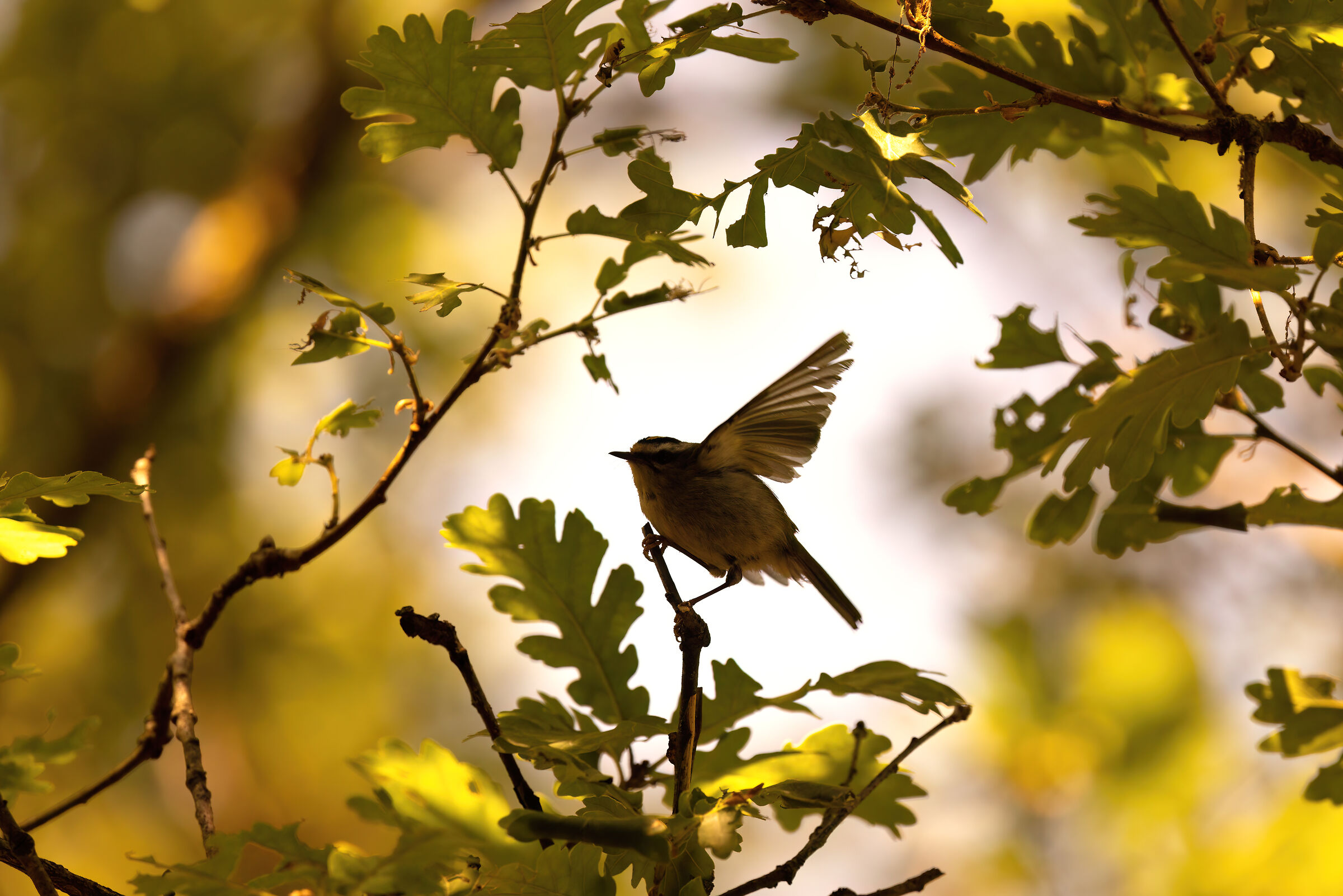 Fiorrancino | Regulus ignicapillus (May 2025)