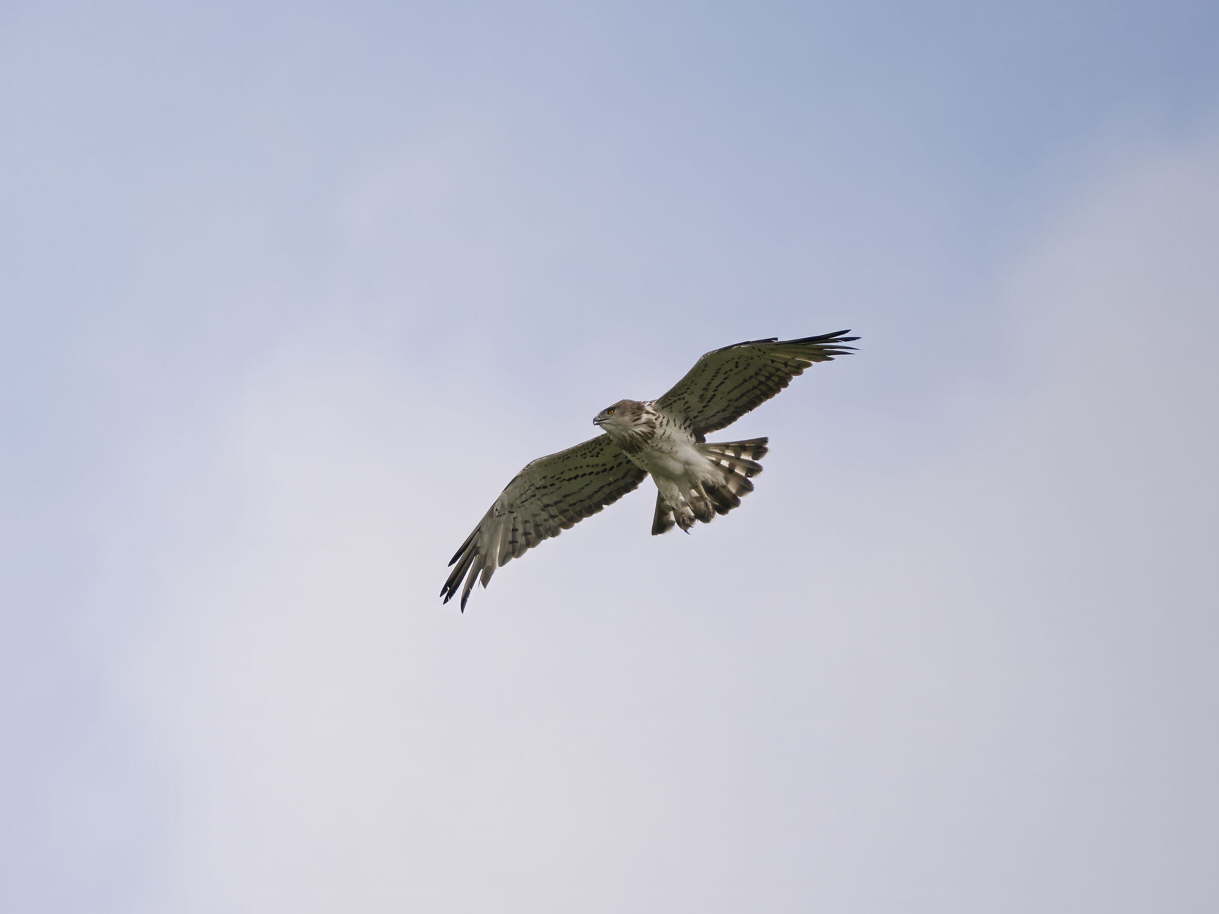 Harrier eagle