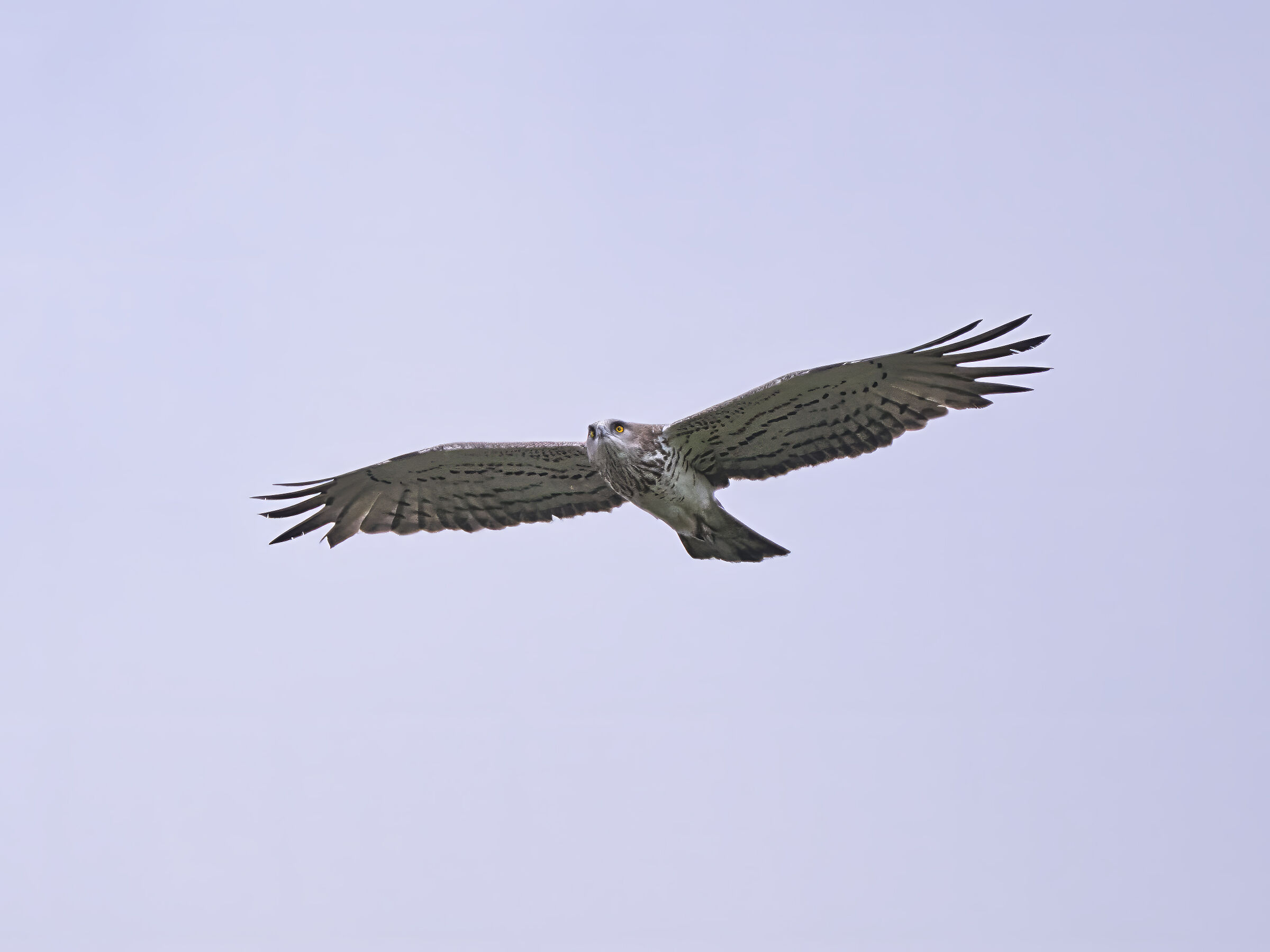 Harrier eagle