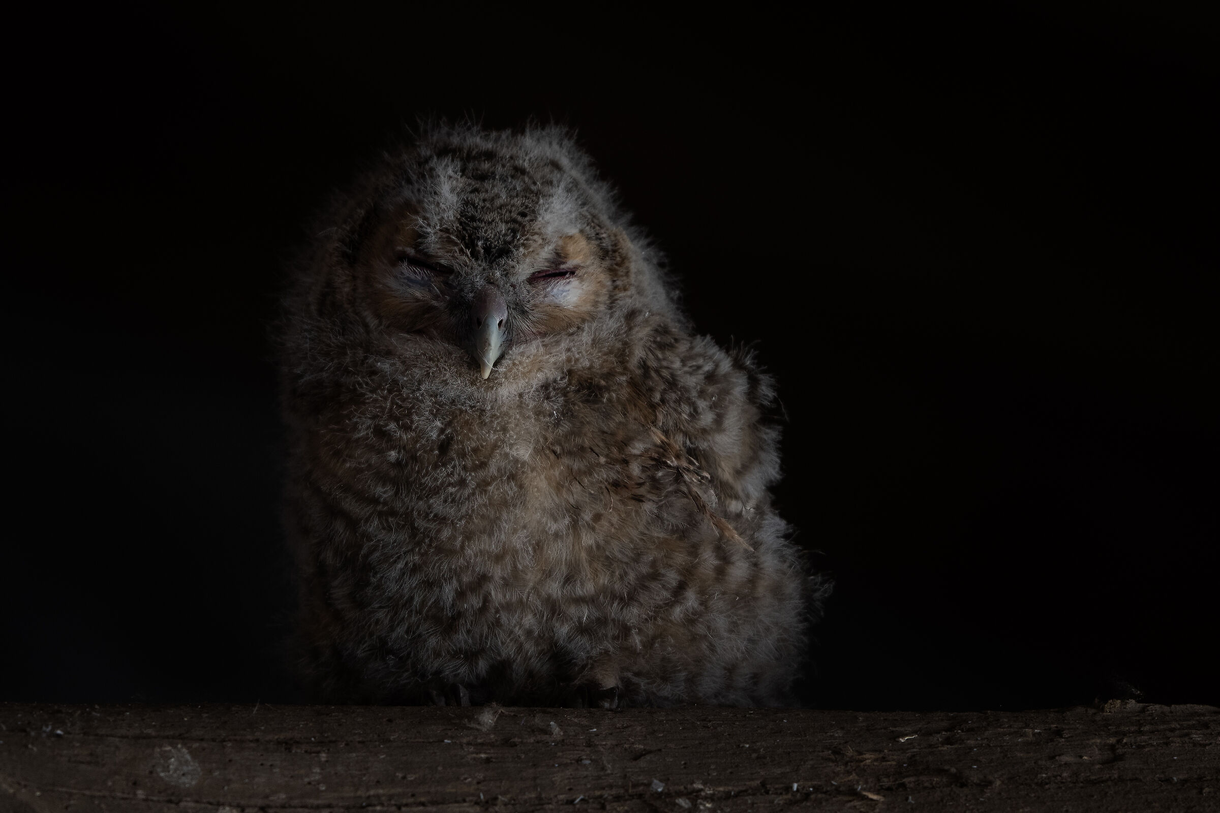 Allocco - Strix aluco