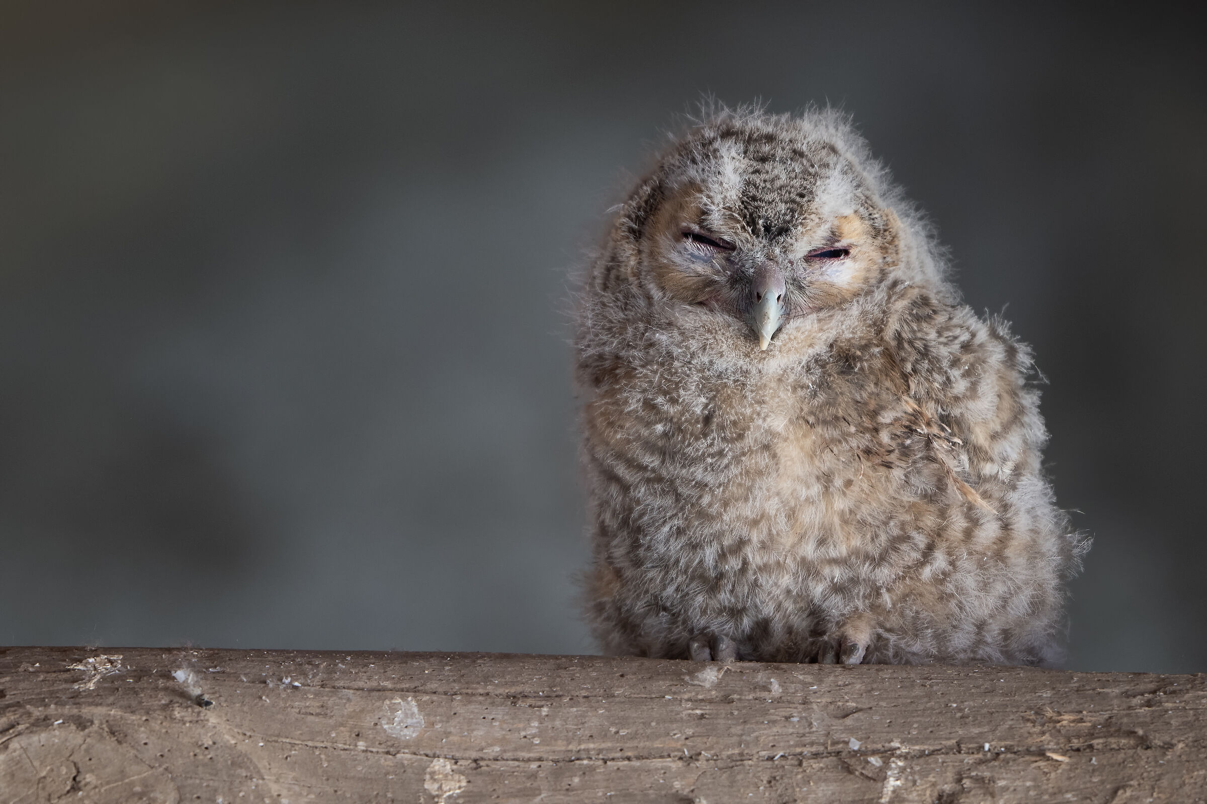 Allocco - Strix aluco