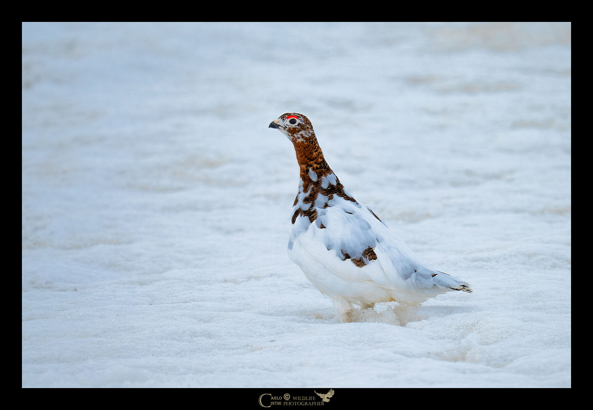 NORDIC PTARMIGAN