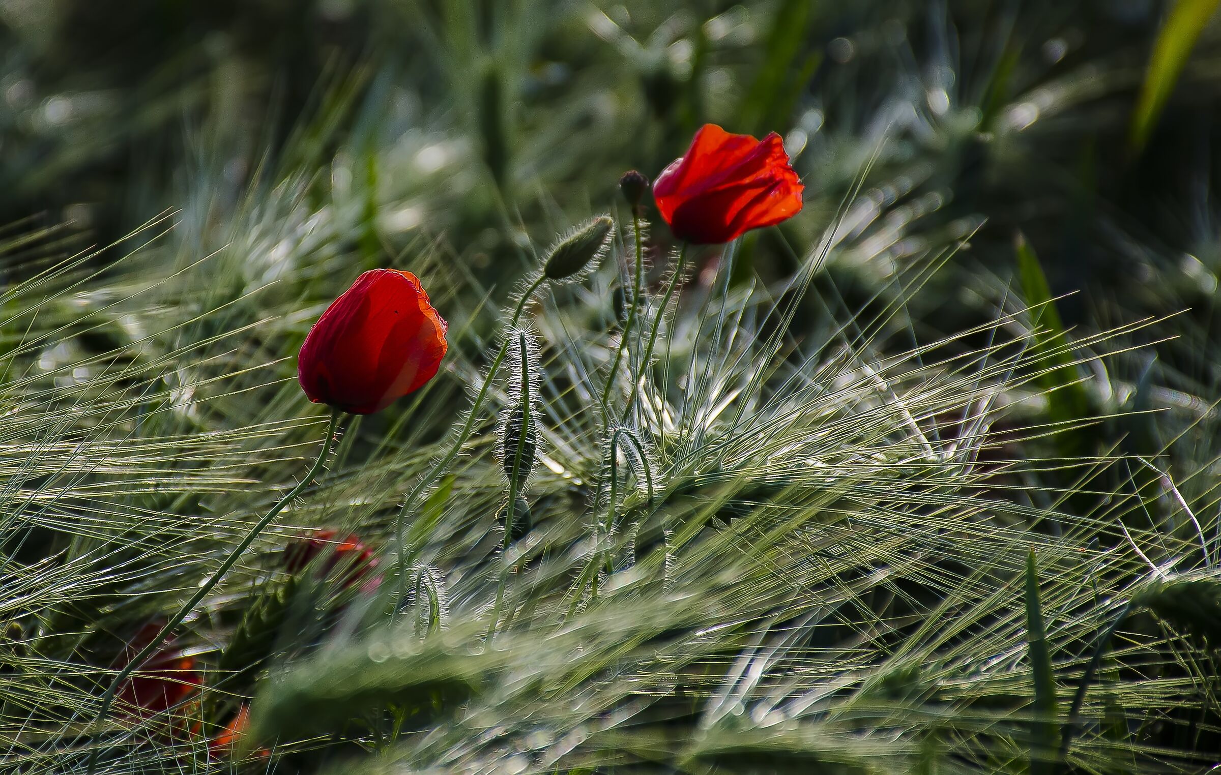 Papaveri tra le spighe di grano