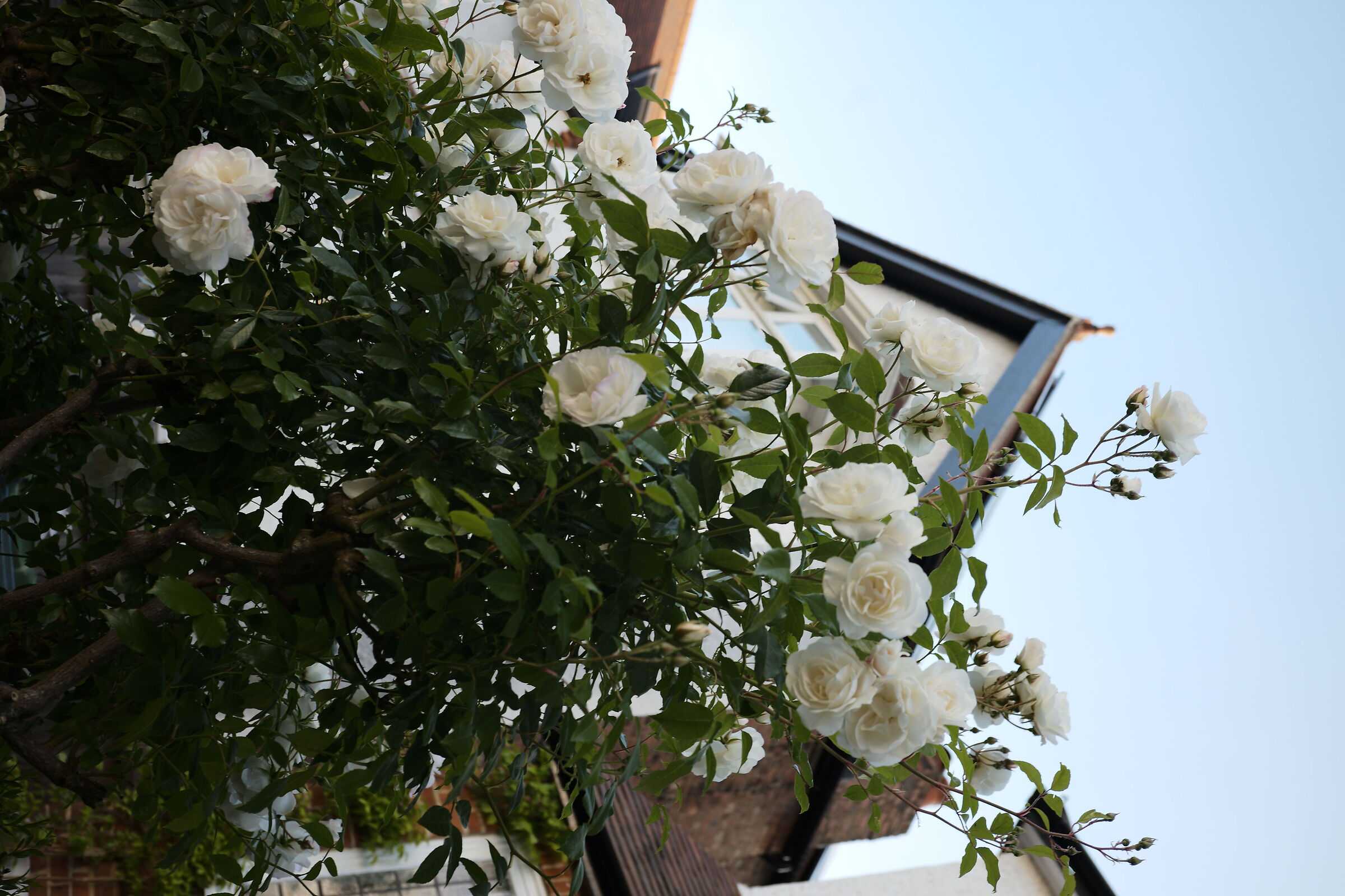 Rose lungo Brookfield Park