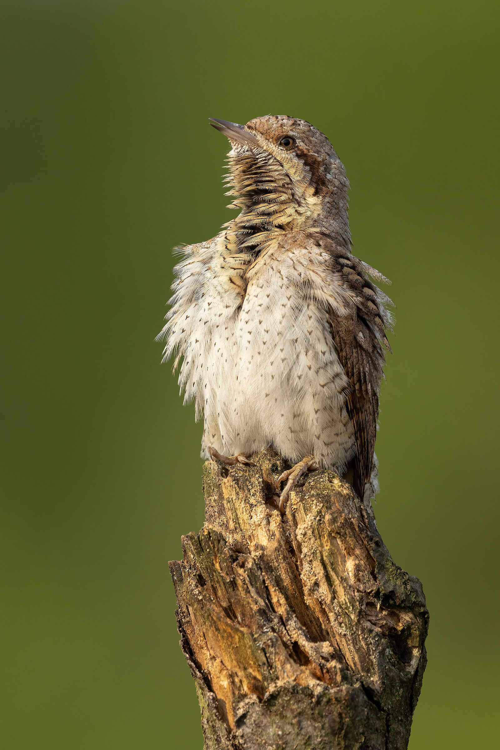 Wryneck