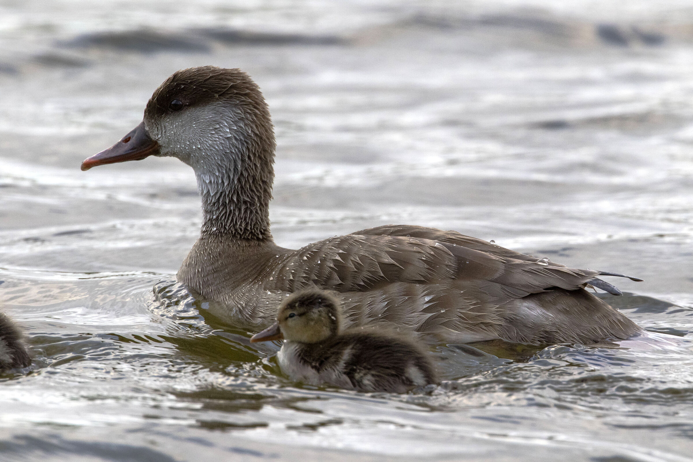 Pochard Female (with offspring)