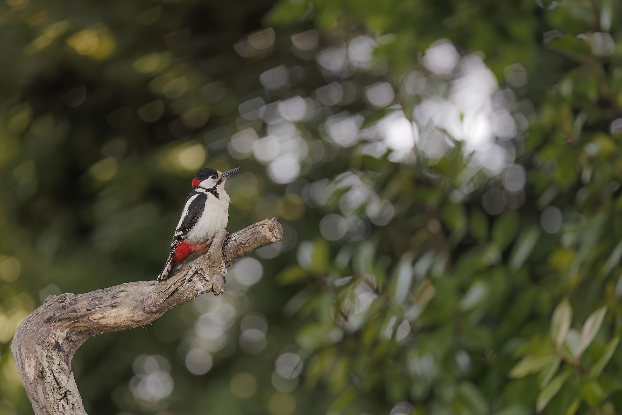 Great Spotted ? Woodpecker