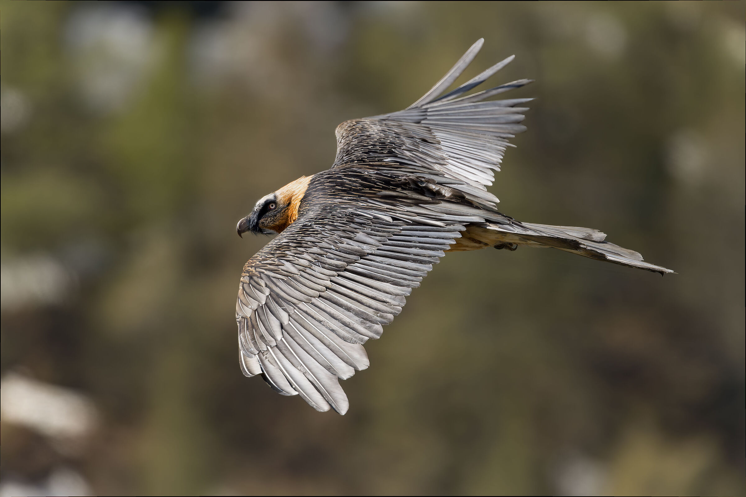 Gypaetus barbatus - Gran Paradiso National Park