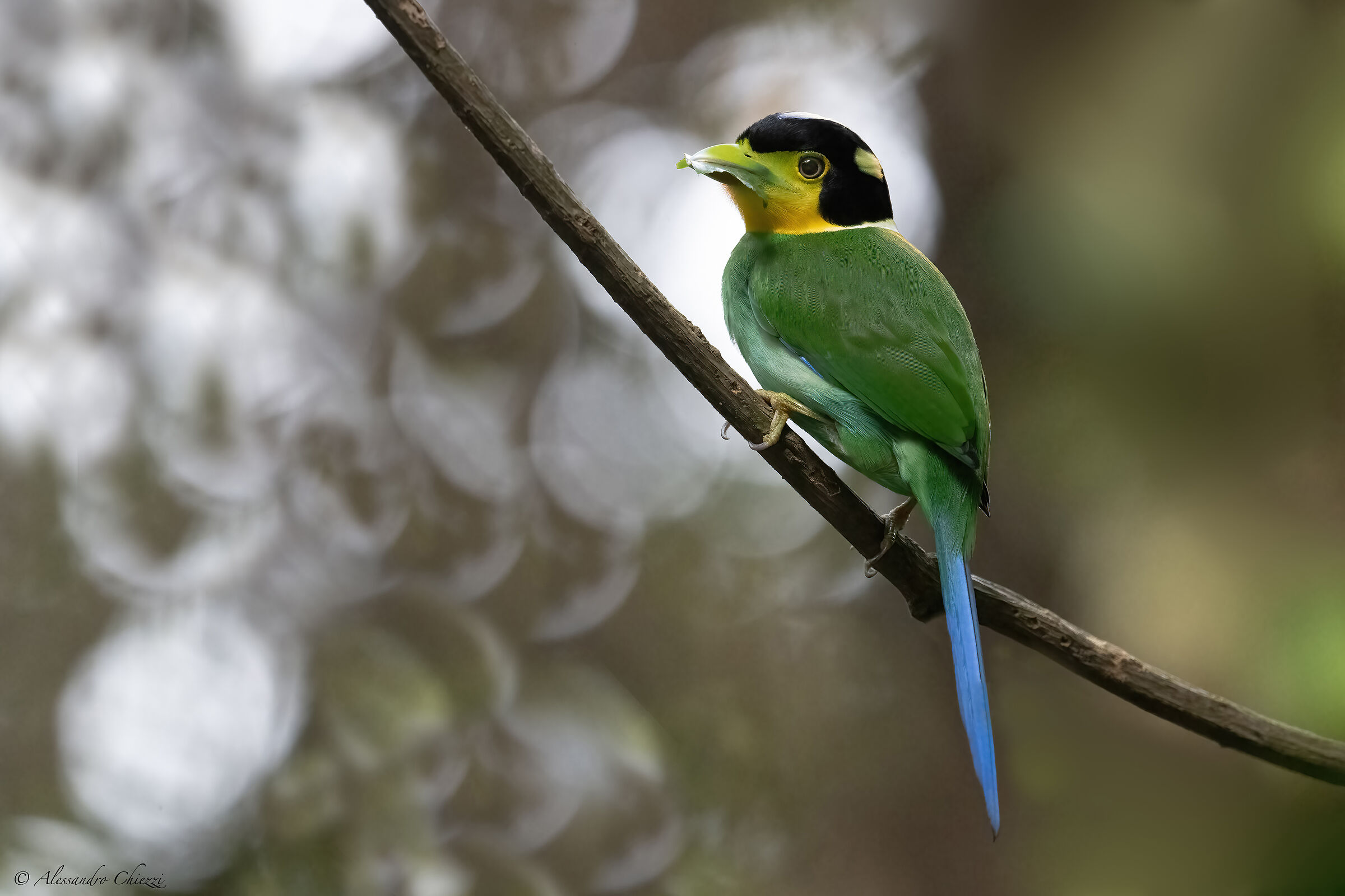 Long-tailed Broadbill