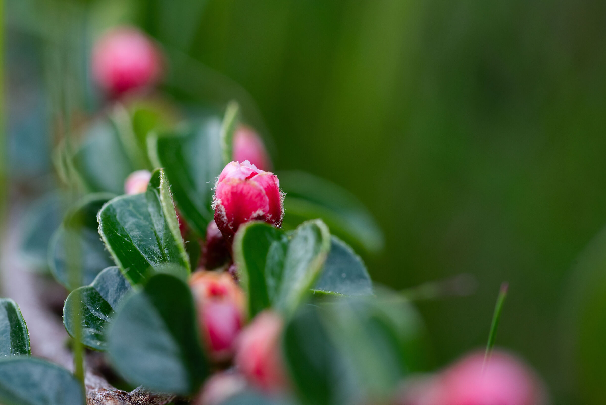 Piccolo fiore primaverile