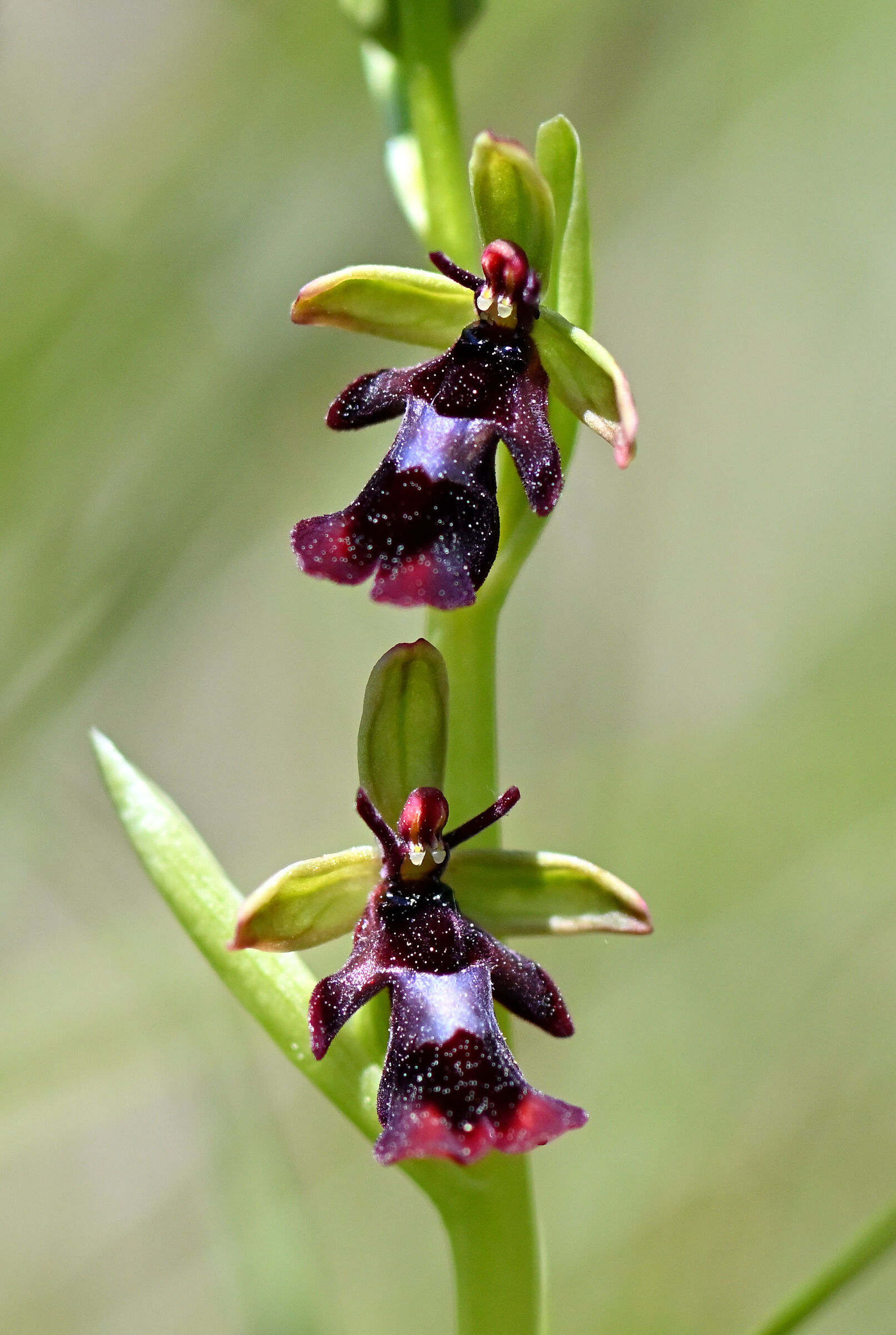 Ophrys insectifera