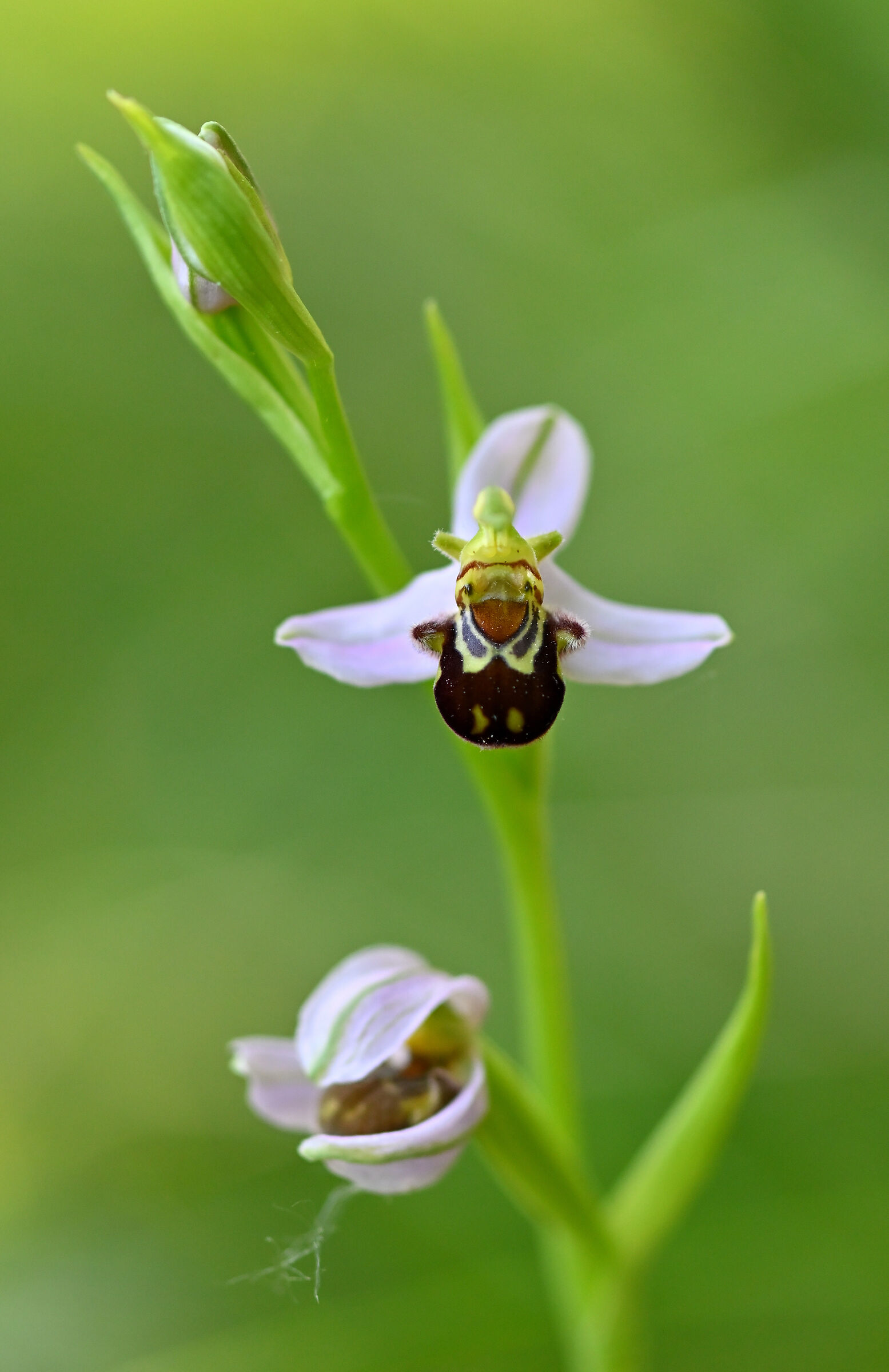 Ophrys apifera