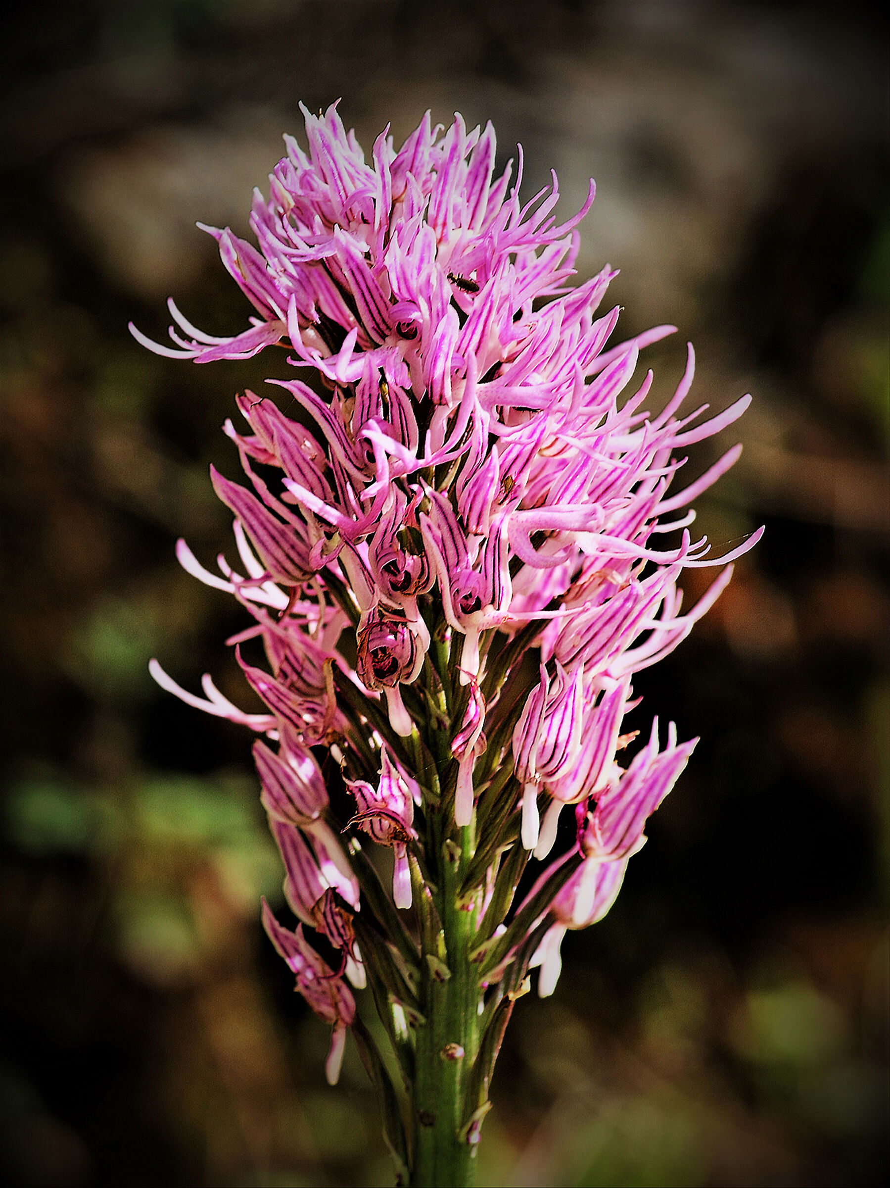 Orchis italica