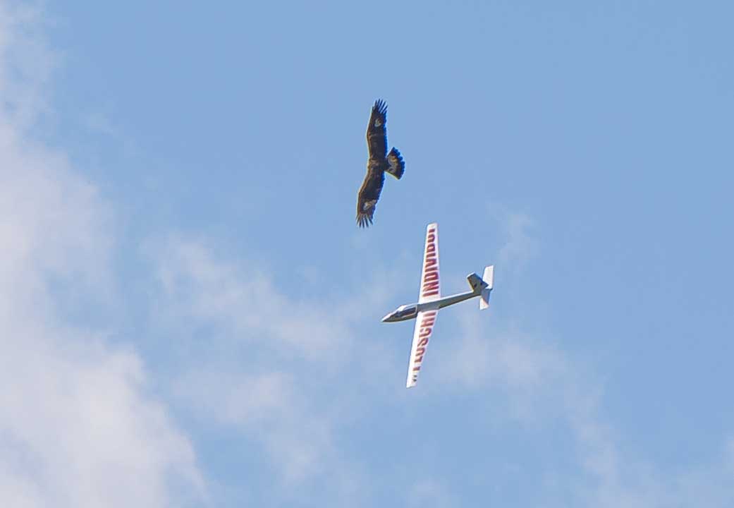 The Hawk and the glider 1