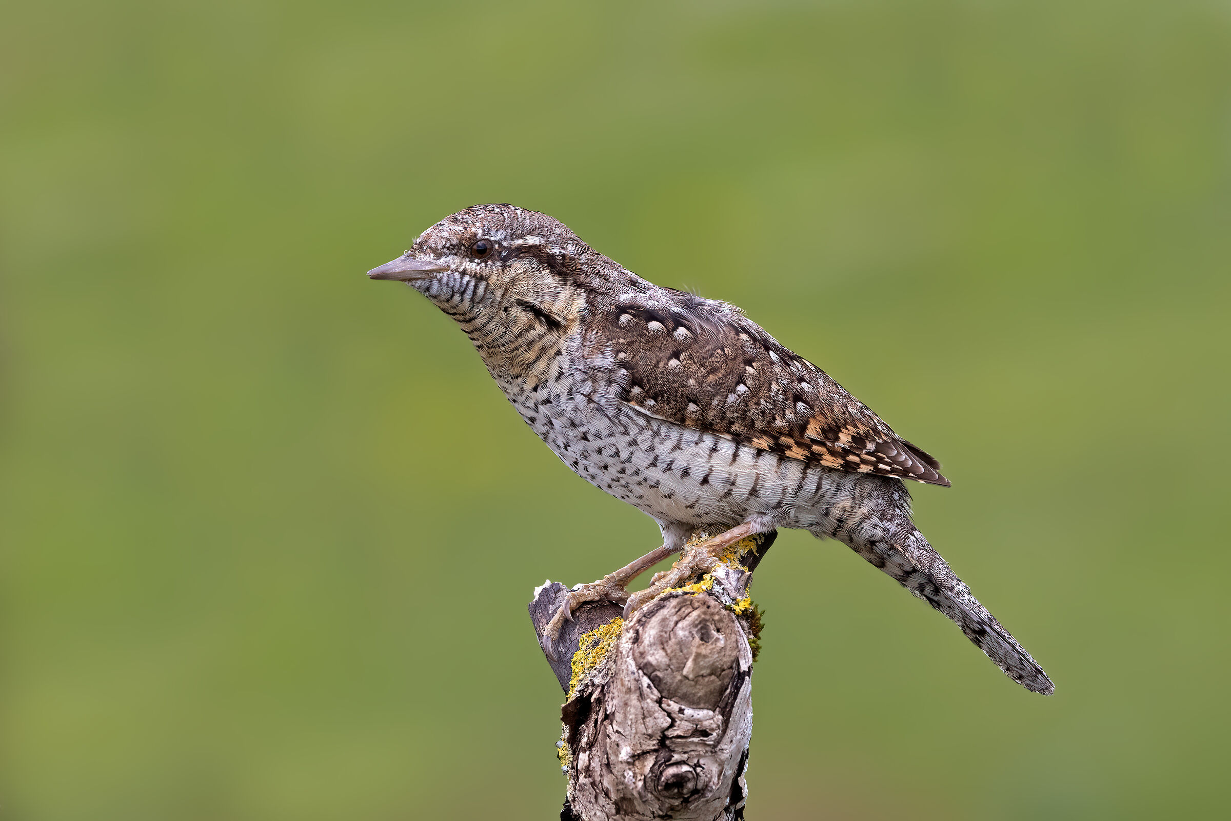 Torcicollo
