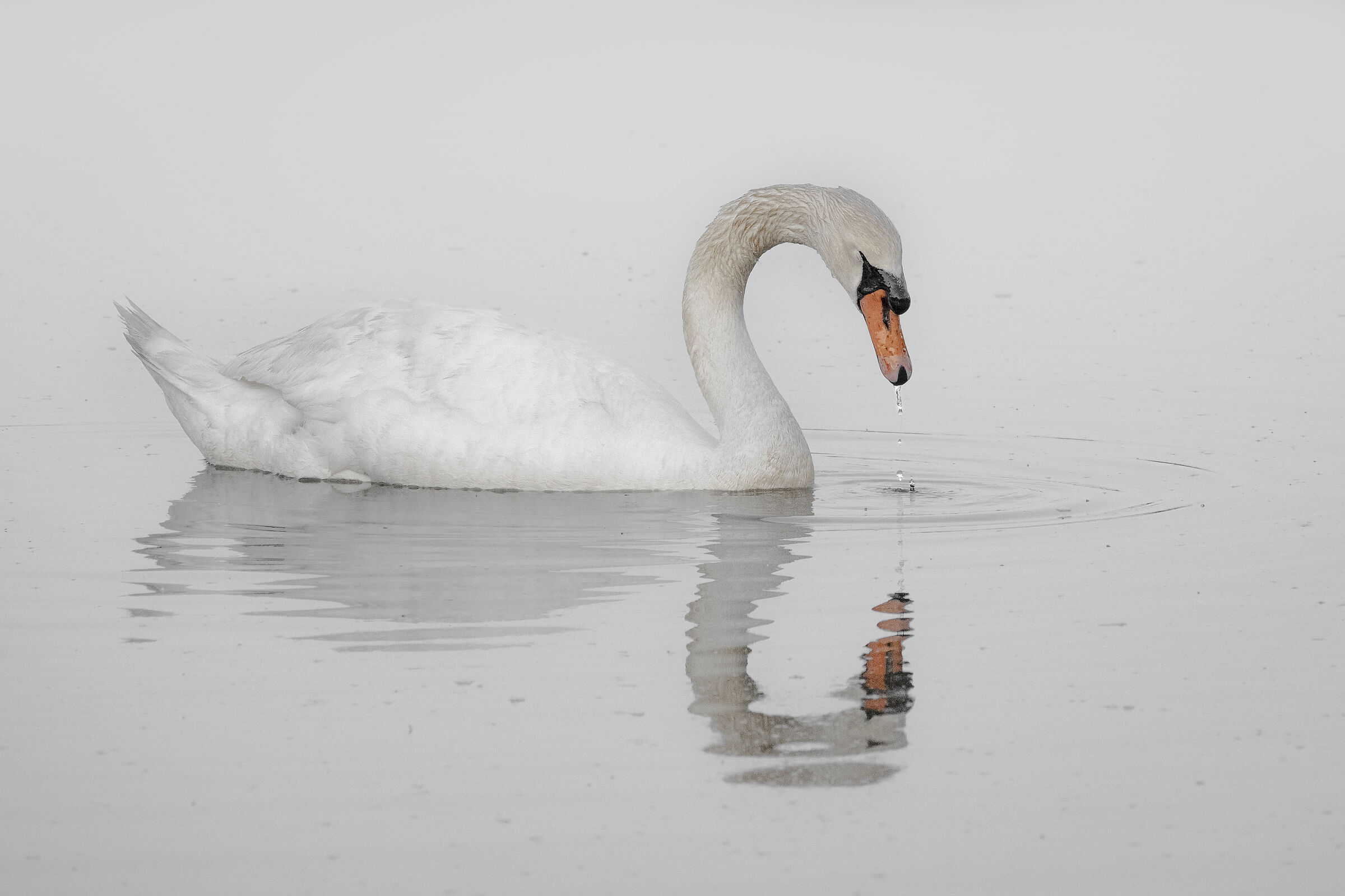 Real Reflection