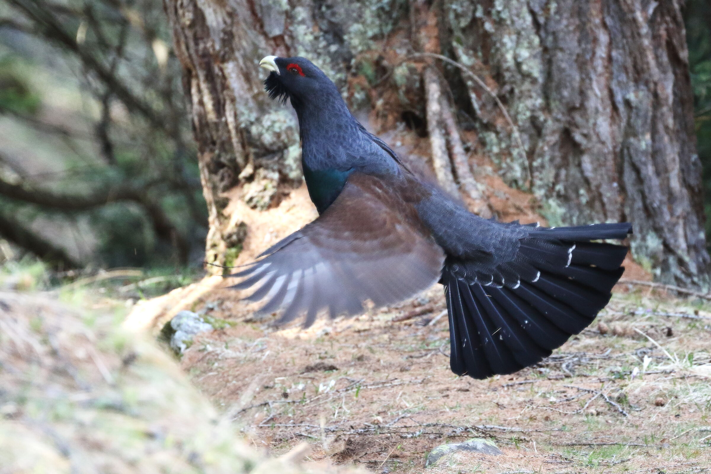 Flight