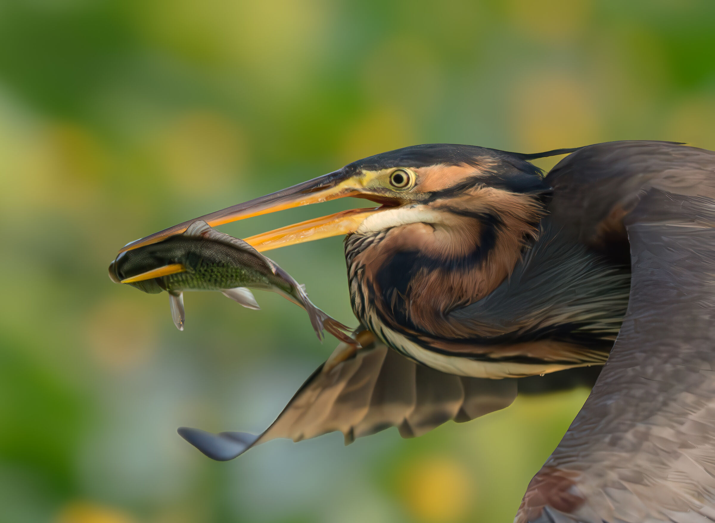 Purple Heron with Prey
