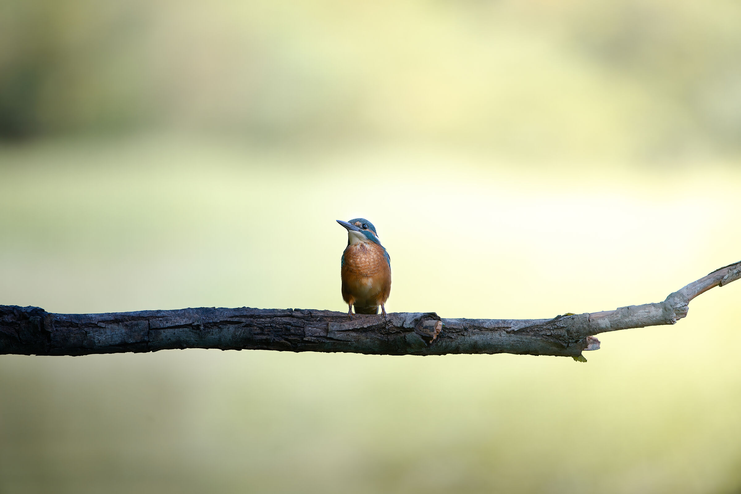 Alcedo atthis