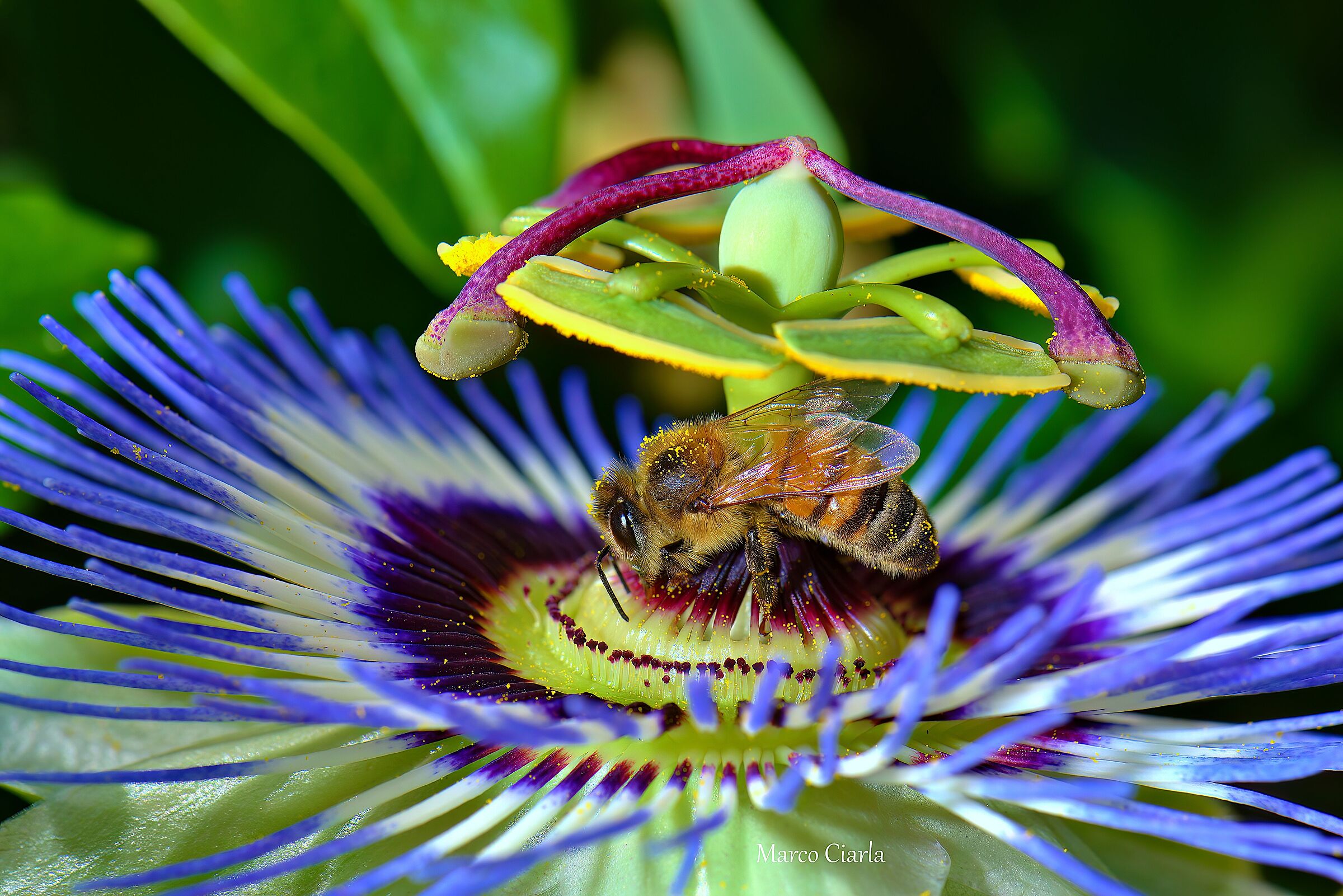 Api (Apis ) su un bellissimo fiore di  Passiflora