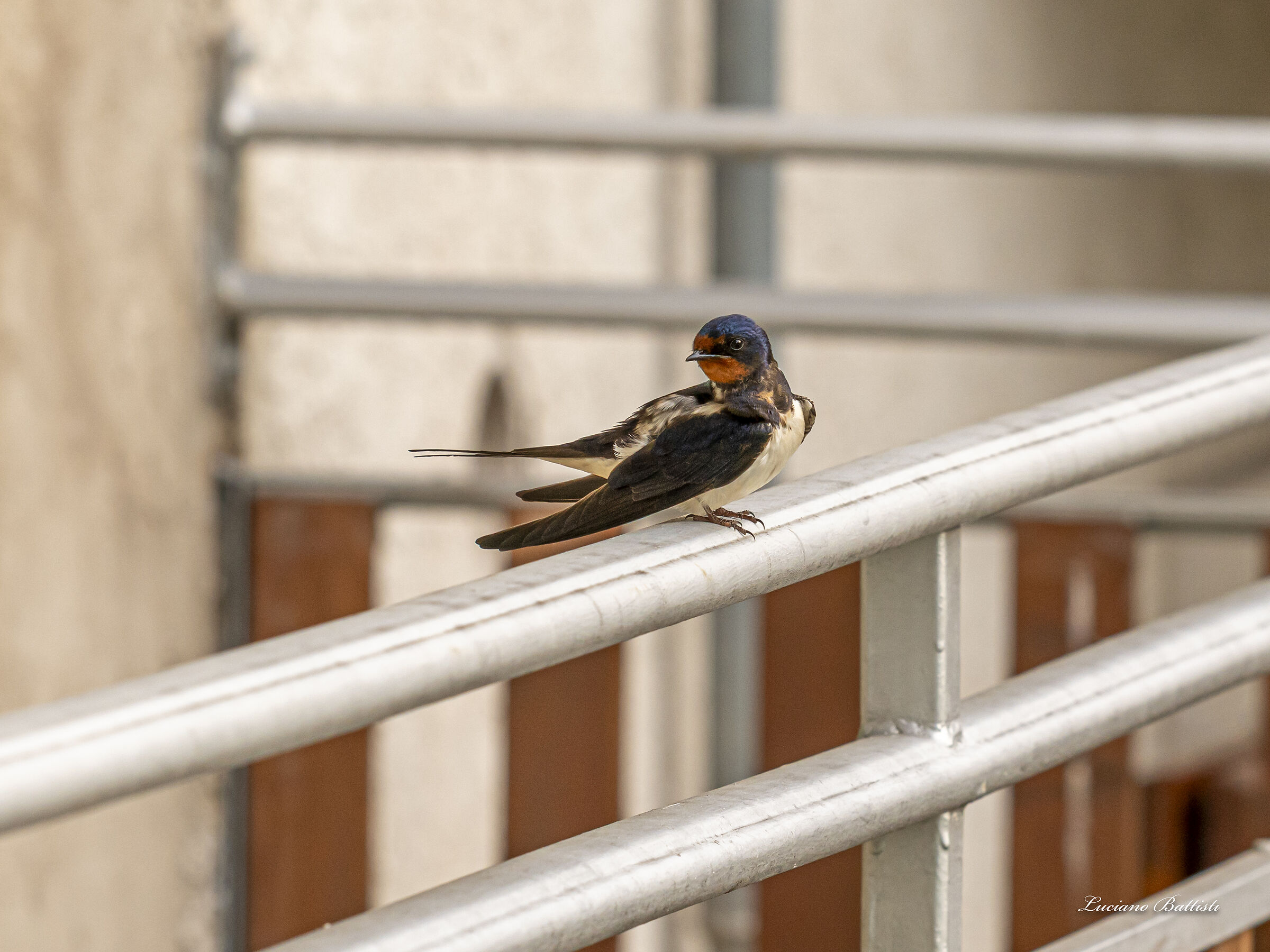 Swallow