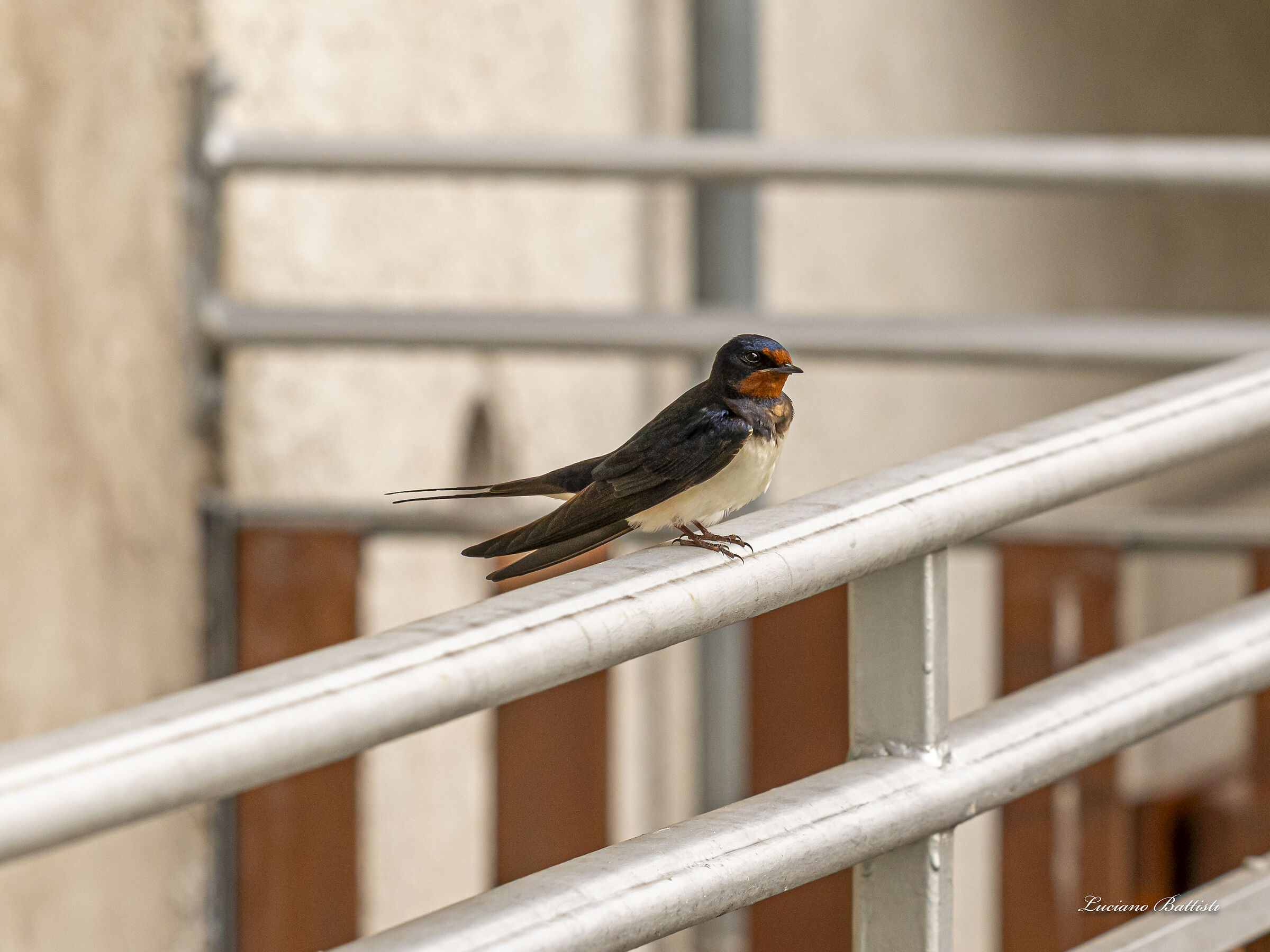 Swallow 2