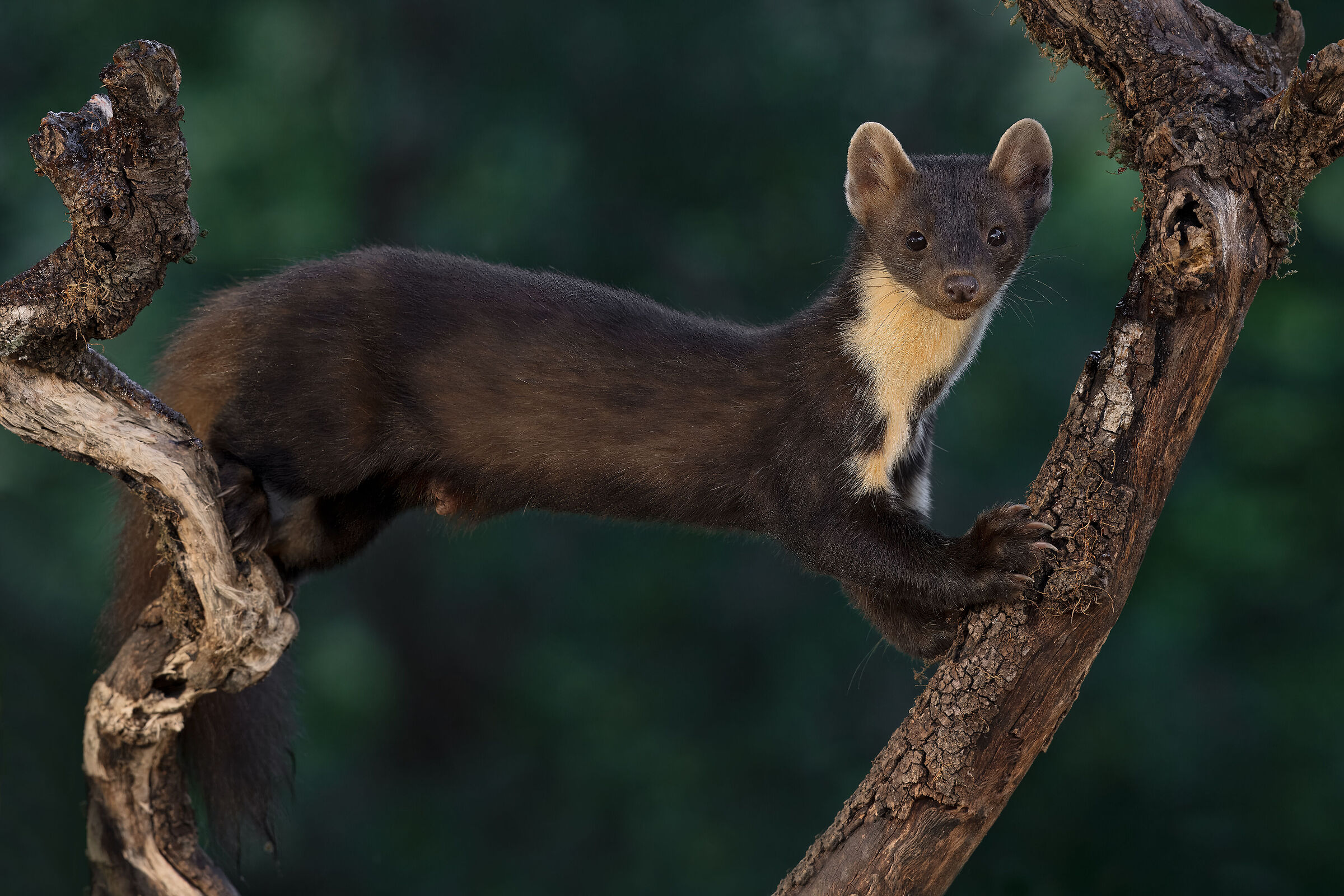 Female marten