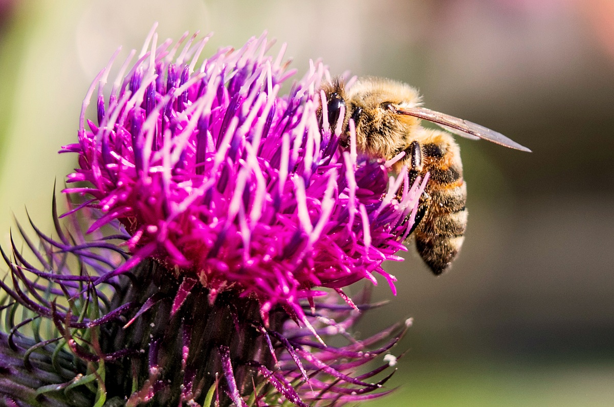 Bee and purple flower