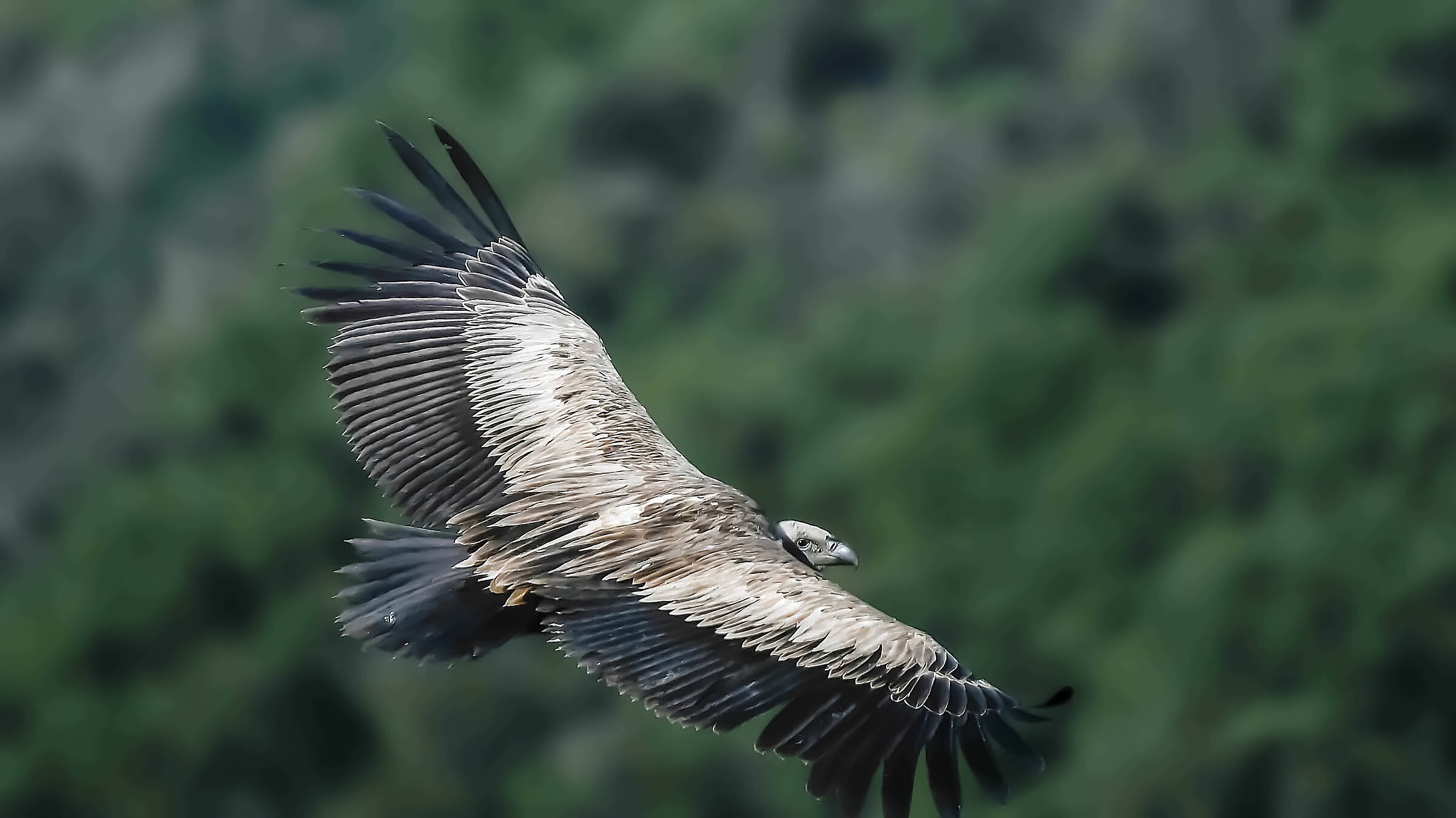 Griffon !!