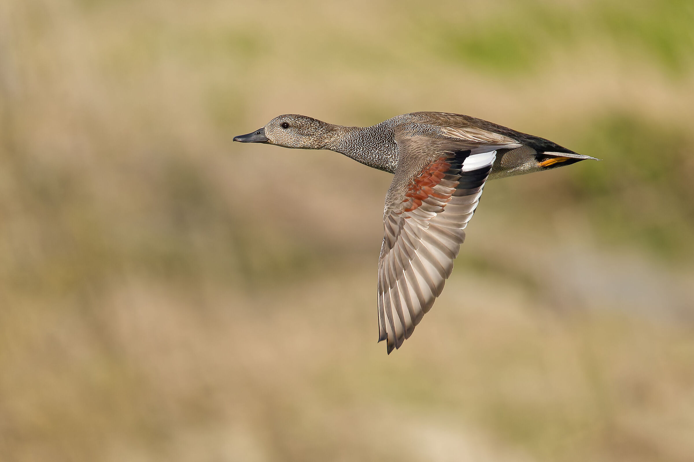 Gadwall m.