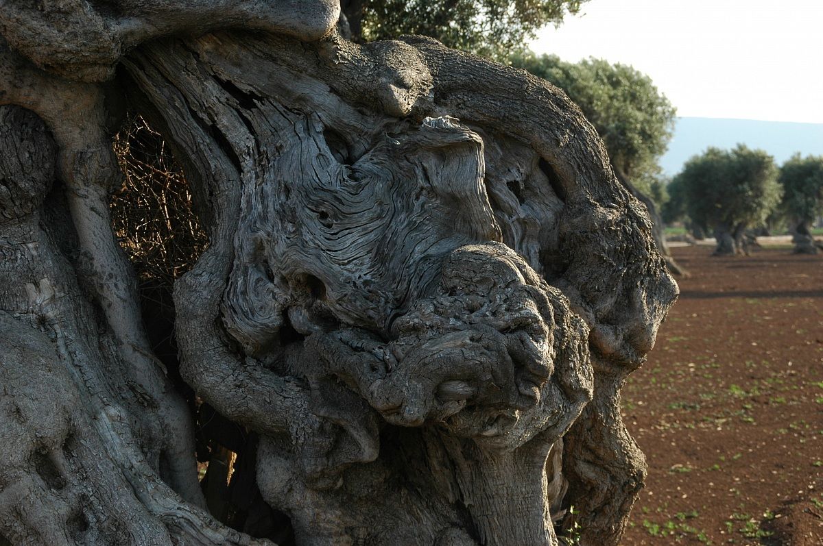ulivi in Puglia