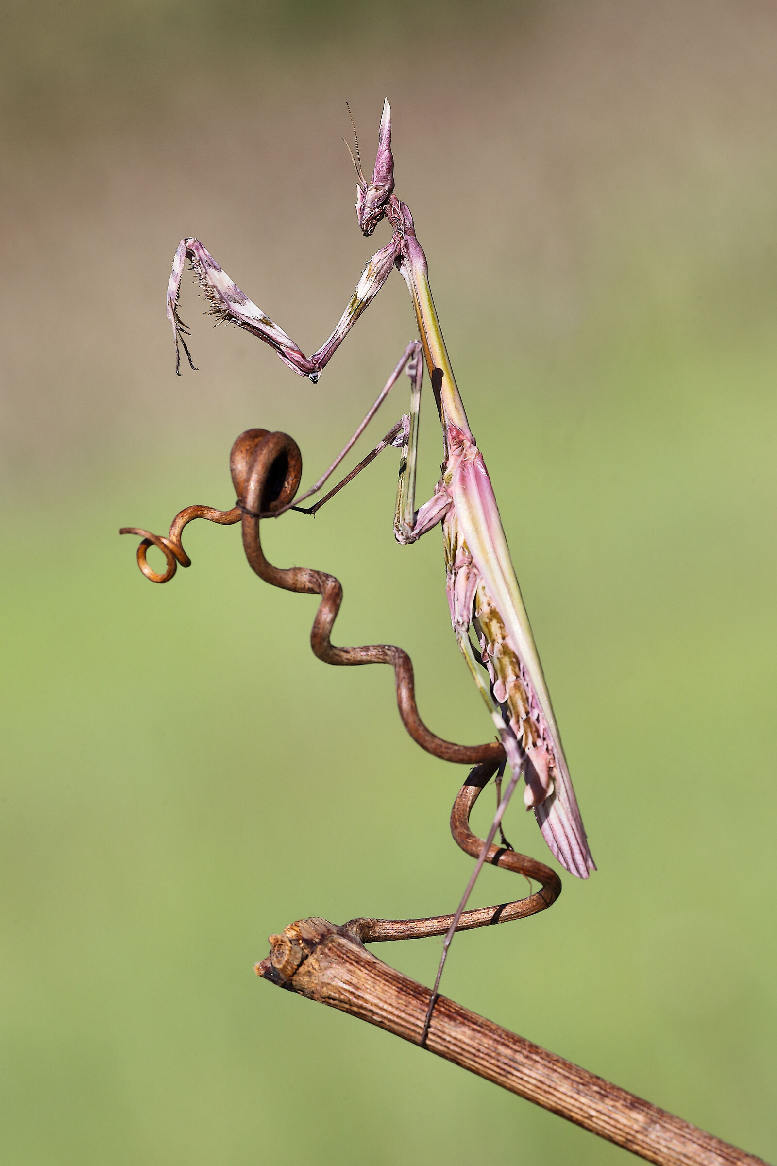 Empusa
