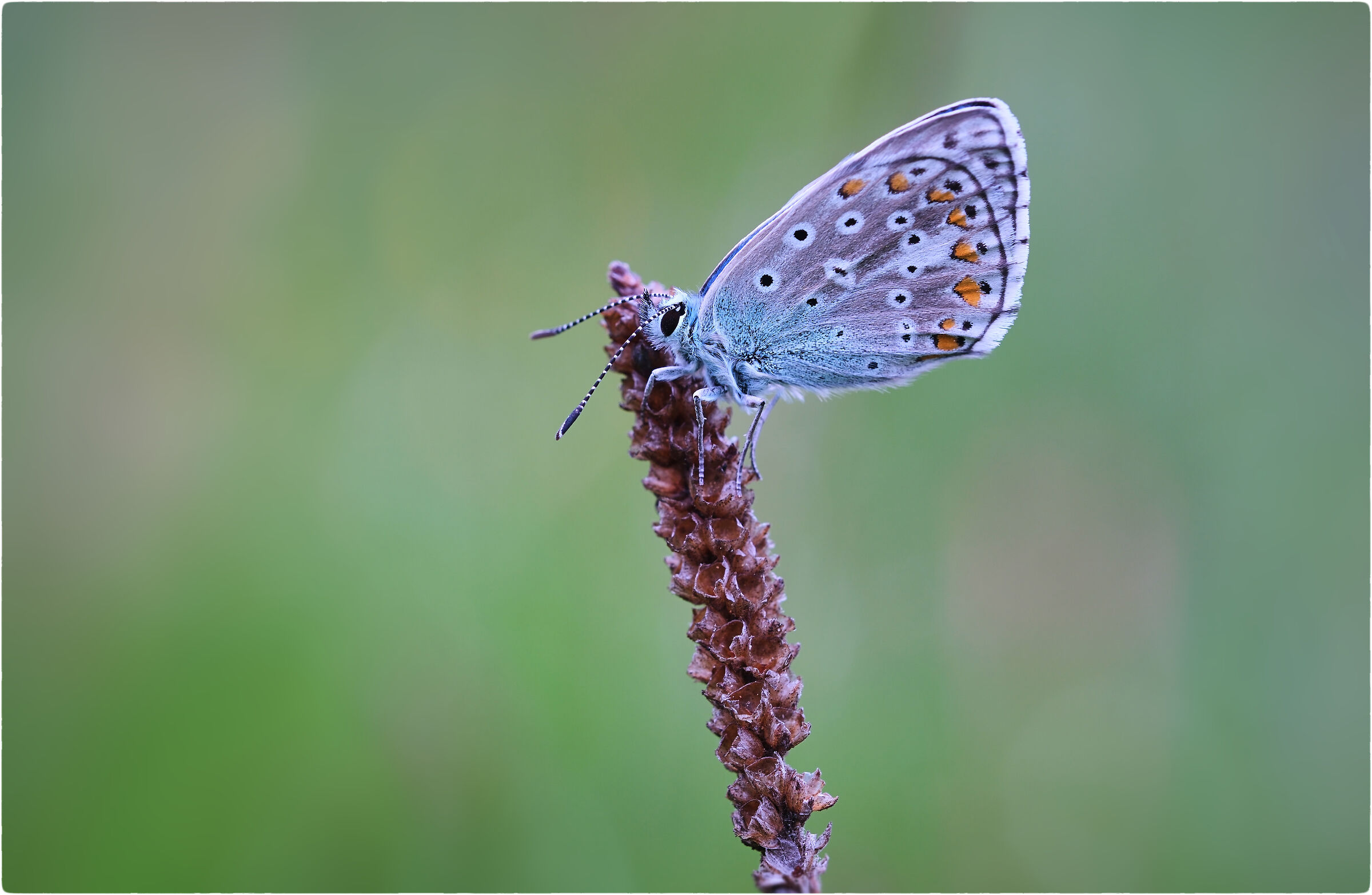 -La farfalla azzurra-